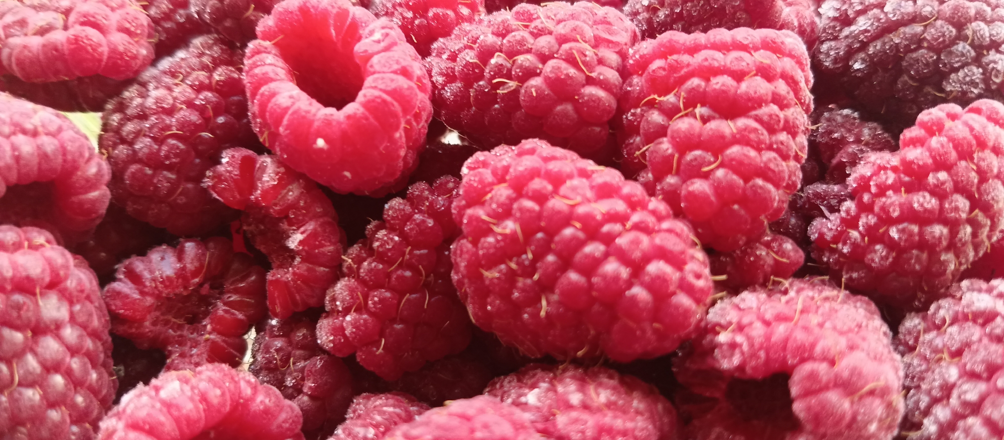 This close-up, high-angle shot features a dense pile of raspberries, filling the entire frame. The berries display a range of colors, from vibrant red to darker reddish-purple. Their characteristic bumpy, drupelet texture is clearly visible, with many berries showing fine, hair-like filaments on their surface.
A notable detail is the presence of a fine layer of frost or ice crystals coating many of the berries, especially the darker ones, suggesting they are either frozen or have just been removed from a freezer. Some of the brighter red raspberries appear less frosted, possibly indicating they are fresh or partially thawed.
The lighting is bright, enhancing the intricate details and varied textures of the fruit. There are no people, visible text, or specific location cues in the image; the focus is entirely on the abundance and textural quality of the berries. No activity beyond the static arrangement of the fruit is depicted.