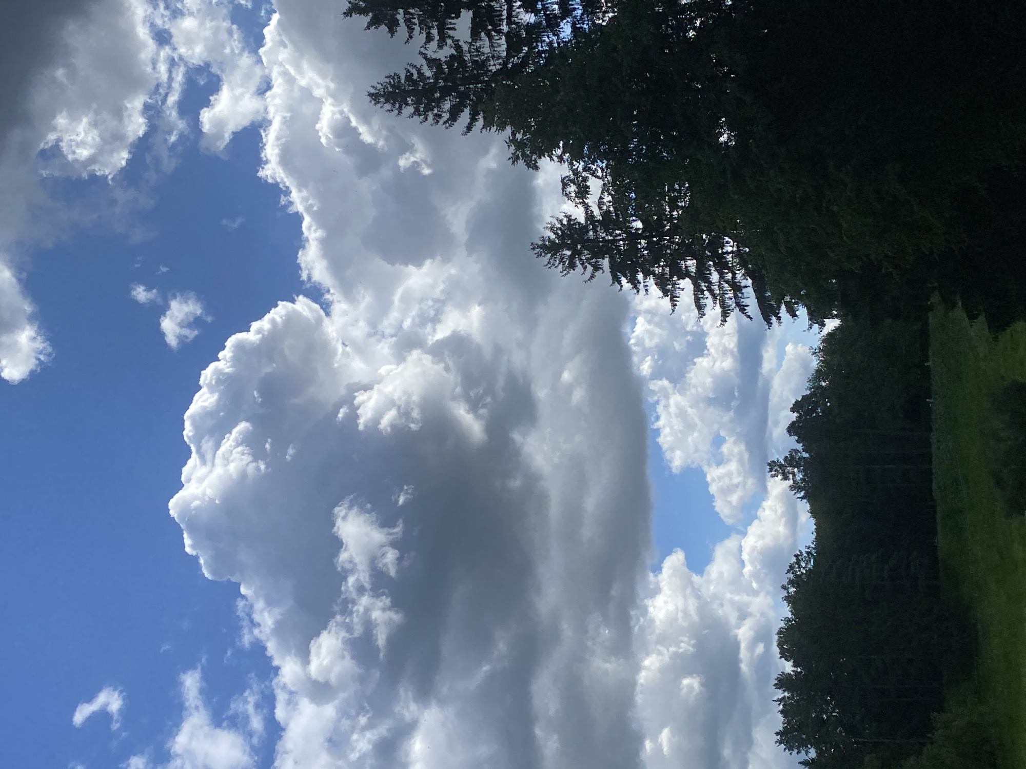 The image is a vertical, eye-level outdoor shot taken on a cloudy day in Pavlovsk, Russia. The foreground features a dark, silhouetted line of pine trees on the right side, with a lush green grassy field and more trees on the left. The middle ground shows a dense forest extending across the width of the image. The background is dominated by a dramatic sky filled with large, fluffy white and grey clouds against a bright blue sky. The lighting suggests it is daytime, possibly late morning or afternoon, with the sun intermittently shining through breaks in the clouds. There are no people or animals visible in the scene. The overall impression is a natural landscape with a dynamic sky.