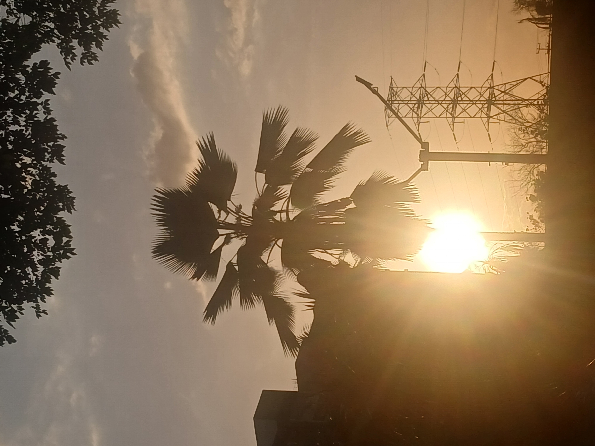 The image shows a cityscape in Ciudad Guayana, Venezuela, at sunset. A large palm tree is in the foreground, obscuring part of a building and the sun. An electrical transmission tower is visible in the upper right. The light is a warm, golden hue, indicating the sun is low on the horizon. A silhouette of a tree branch is in the upper left corner.