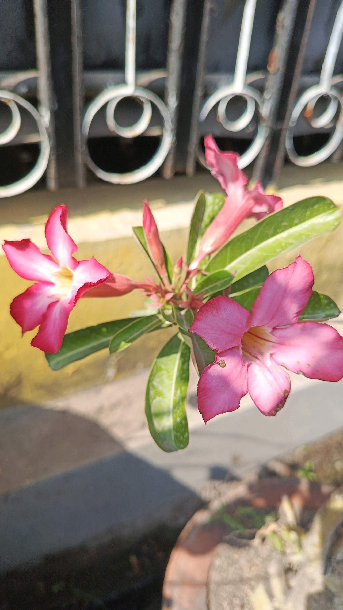 In Ronowijayan, Indonesia, a close-up shot captures a branch of pink Desert Rose flowers in bloom, set against a backdrop of a yellow wall and a black wrought-iron fence. The flowers, with their vibrant pink petals fading to white at the center, are the main subjects, their delicate forms highlighted by the bright sunlight. Green leaves, some speckled with white, surround the blossoms. The scene appears to be outdoors, possibly in a garden or courtyard, with shadows suggesting direct sunlight. The wrought-iron fence, with its circular decorative elements, provides a distinct visual contrast to the organic shapes of the flowers and leaves.