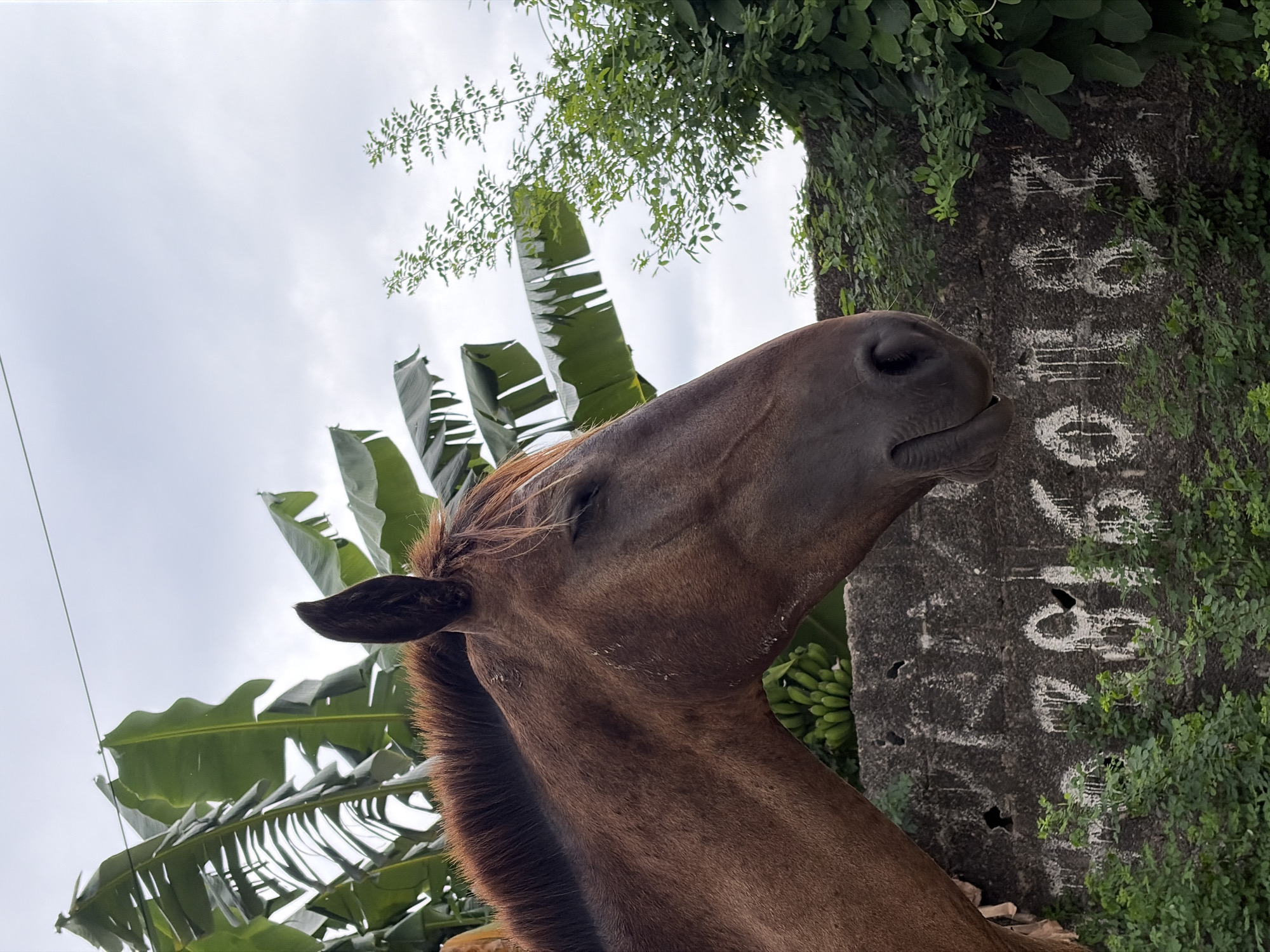 The image shows a close-up, low-angle view of a brown horse's head and neck. The horse is positioned next to a concrete structure covered in greenery, including climbing vines. White numbers and letters are painted on the concrete. Banana leaves are visible in the background, along with a cloudy sky. Based on the location metadata (Igboefon, Nigeria), the scene is likely in a rural or semi-rural area. A bunch of bananas is seen next to the concrete column.