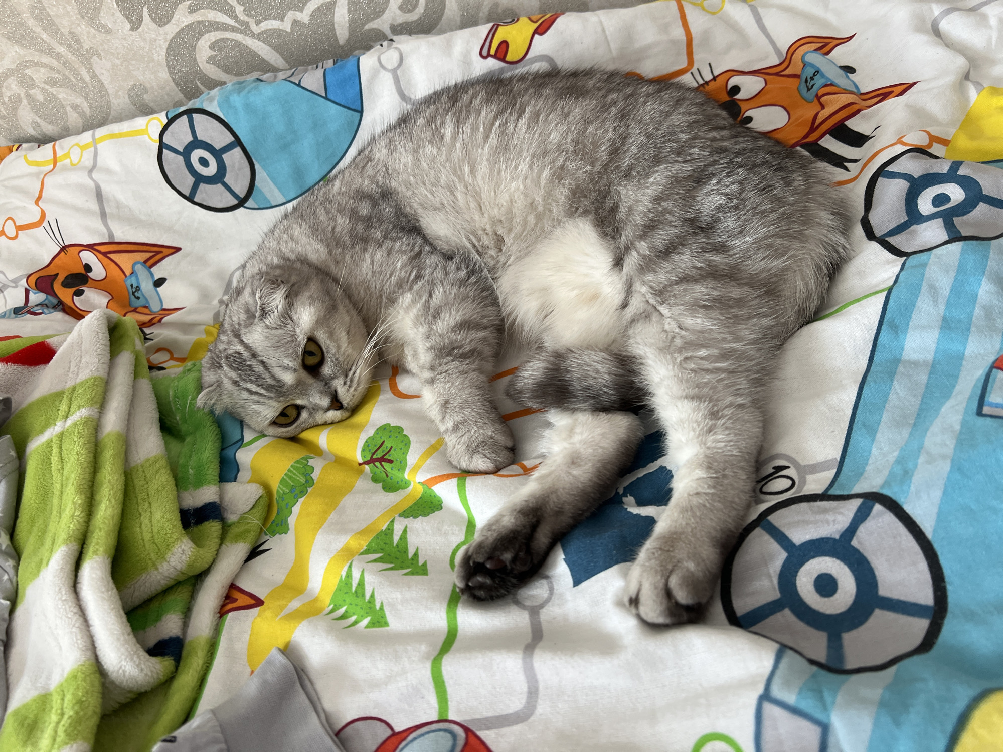 A grey Scottish Fold cat lies on a white comforter adorned with cartoonish vehicles and orange cat characters. The cat is curled on its side, with its paws tucked in. A folded green and white blanket is visible in the upper left corner. The image is taken from a high angle, looking down at the cat. The setting does not provide any information about the city of Cheboksary, Russia.