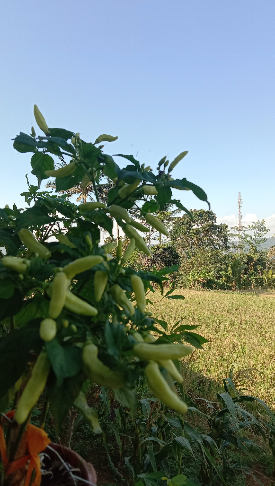 In Karangmangu, Indonesia, a close-up shot focuses on a chili plant laden with numerous pale green chilies. The plant's leaves are a vibrant green, and the chilies hang in clusters. In the background, a field of dry rice stalks stretches towards a treeline. Beyond the trees, a tall telecommunications tower is visible against a clear blue sky. The overall scene depicts a rural agricultural landscape under a bright sky.