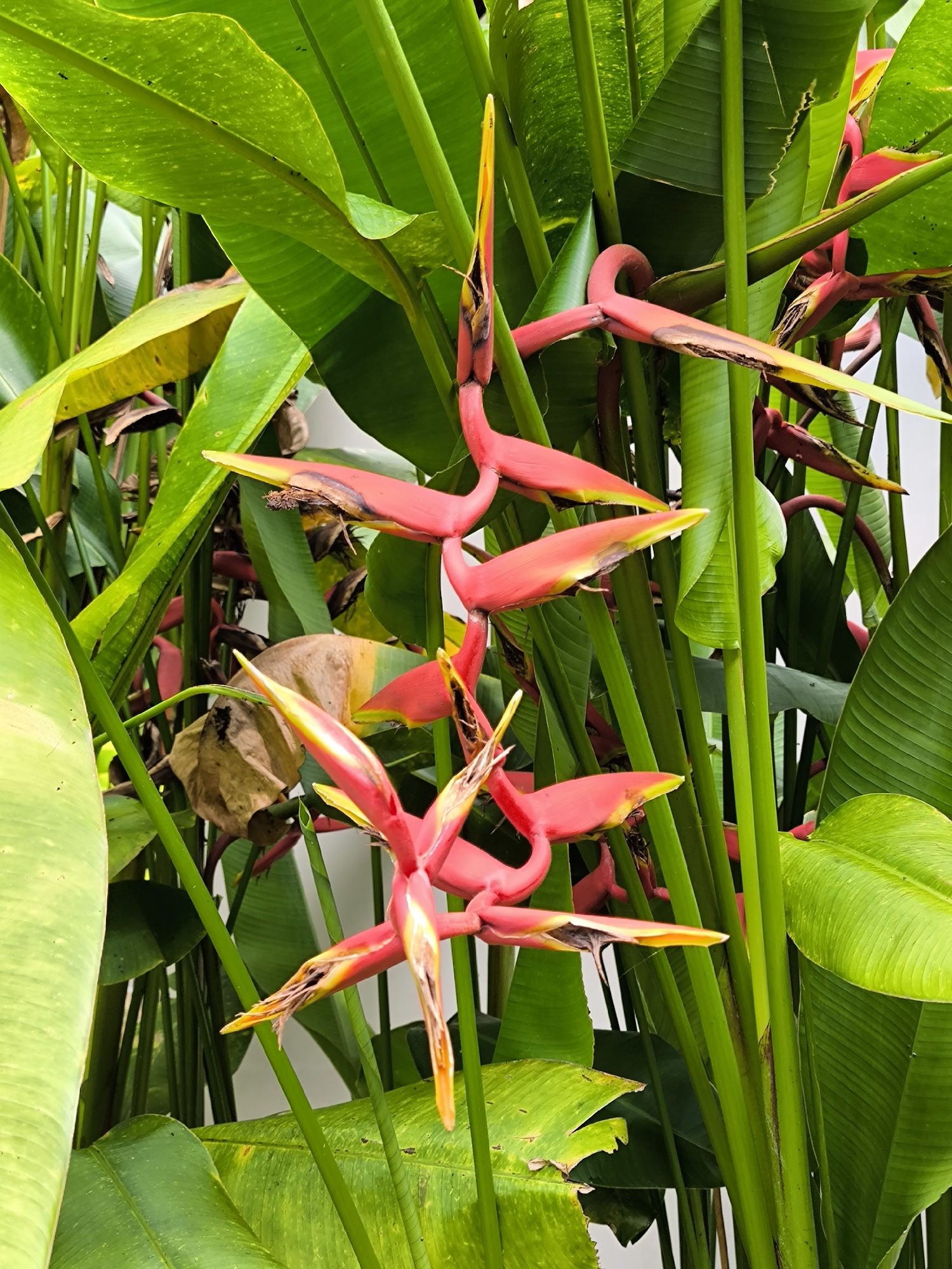 The photograph depicts a cluster of Heliconia psittacorum flowers surrounded by broad, green foliage, likely of banana plants or similar species. The flowers are predominantly red with yellow tips and are in various stages of bloom. The leaves are lush and vibrant green, with some showing signs of aging or damage. The scene appears to be located in a tropical garden or natural setting. The location of the image is Mekarsari, Indonesia.