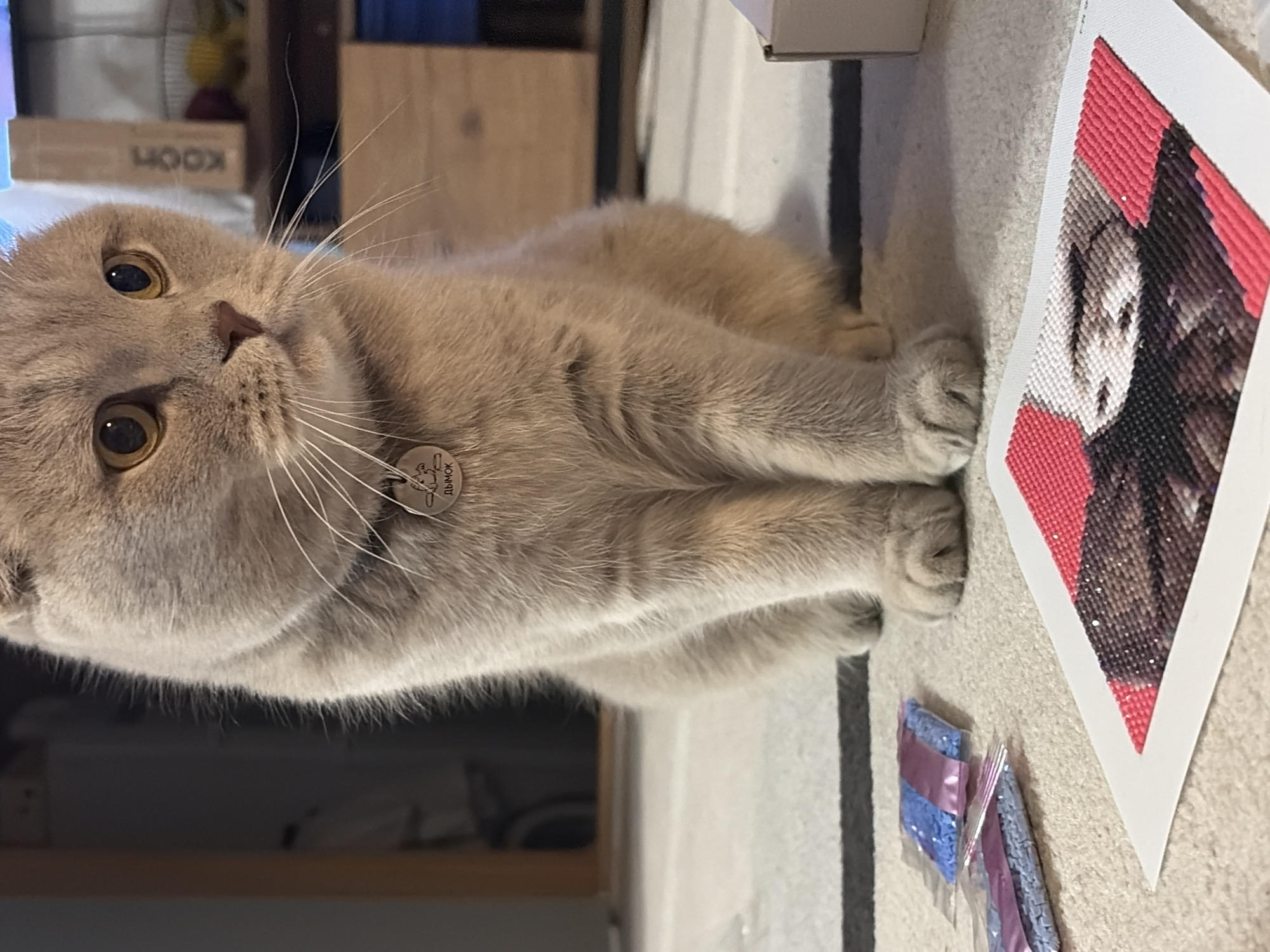 A Scottish Fold cat lies on a light-colored surface beside a partially completed diamond painting, possibly in Chaikovsky, Russia. The cat is light brown in color, has a tag on its collar that appears to read "ДЫМОК," and faces the camera with golden eyes. It lies with its paws extended. To the right of the cat, a diamond painting with a white border shows a black and white image of a woman's face, framed with red sections. Packets of blue and silver craft diamonds are near the painting. A black and white striped rug or runner is visible beneath the cat and the diamond painting materials. In the background, a wooden cabinet or shelf is visible with a box marked "KOON."