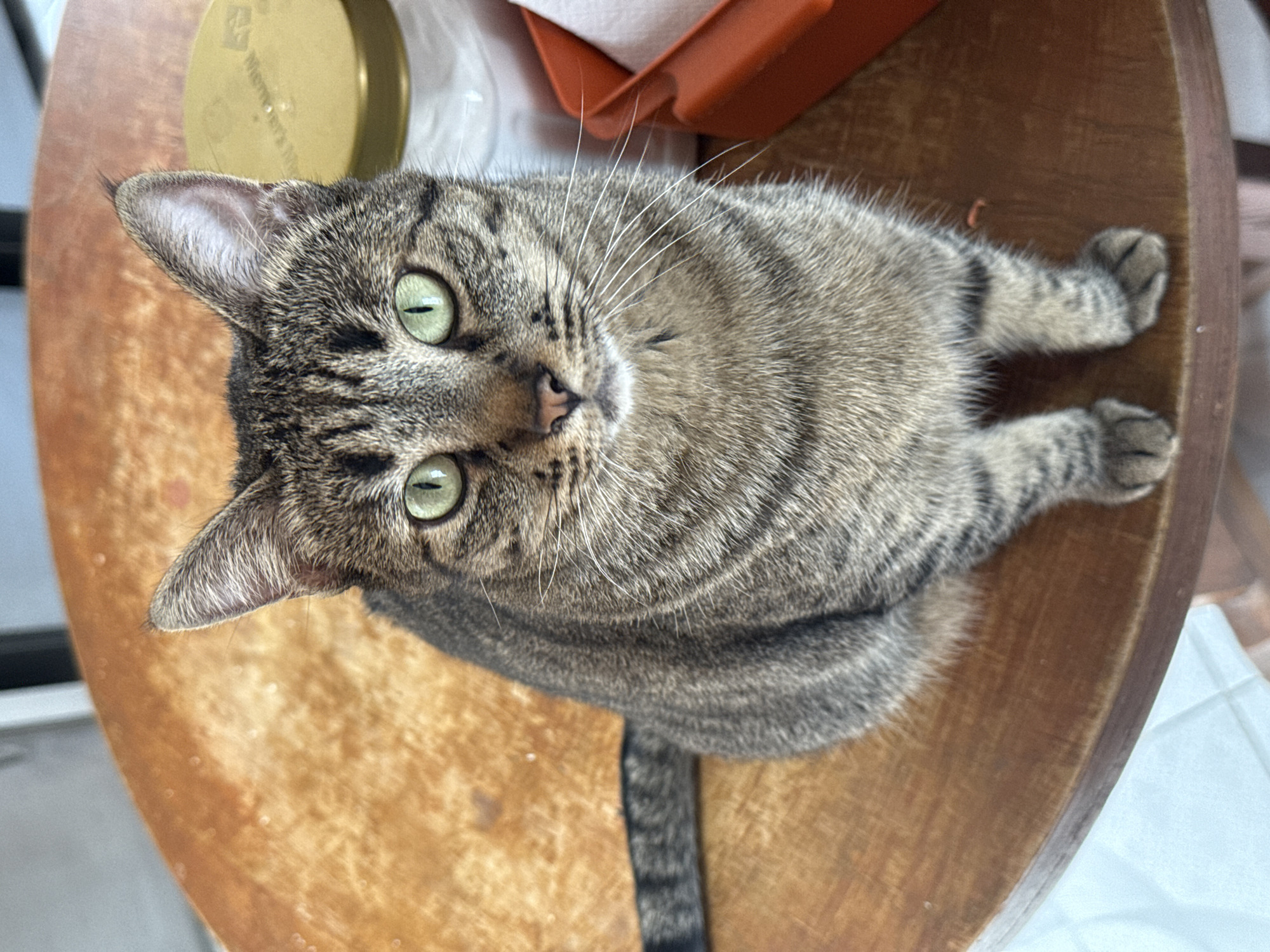 A tabby cat with green eyes sits on a wooden surface, likely a table or cutting board. The cat's tail is visible, extending downwards. Other objects are scattered around the cat, including a jar lid, a container with napkins, and possibly other containers. The location cannot be determined from the image.