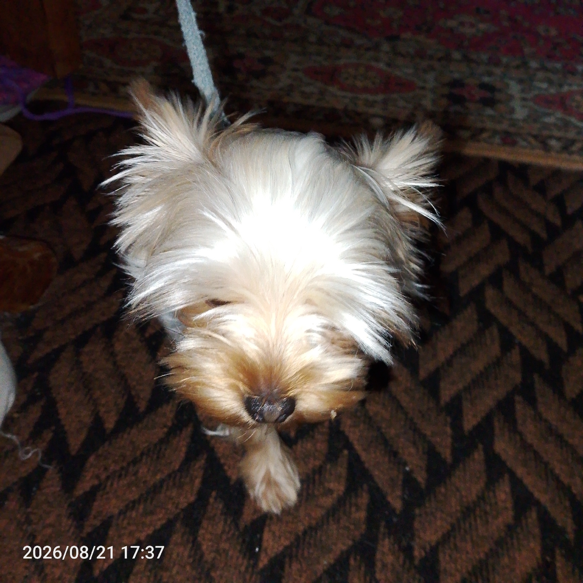 In this overhead shot, a small Yorkshire Terrier with fluffy, light-colored fur is positioned on a patterned brown rug. The dog's ears are perked up, and its face is partially obscured by its fur. A light blue leash or rope is visible above the dog's head, extending out of frame. To the left of the dog, there's a glimpse of a purple object, possibly a toy, and a dark brown, wooden surface. The rug features a repeating geometric pattern of dark brown and black zigzags. A timestamp "2026/08/21 17:37" is present in the bottom left corner of the image.