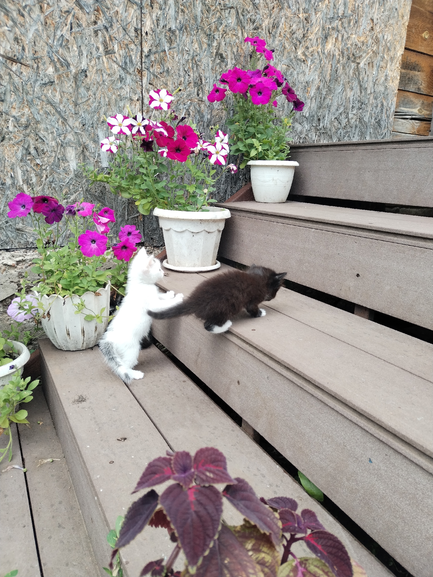 The image depicts two kittens on a wooden porch with potted flowers. A white kitten with grey markings is standing on its hind legs, reaching towards a black kitten. The black kitten is facing away from the camera, walking down the steps of the porch. In the background, there are several potted plants with colorful petunias and other flowers. The porch is made of weathered wooden planks. The wall behind the porch appears to be constructed of particleboard. A dark red-leafed plant is in the foreground. The scene is set in a rural outdoor environment. Based on the provided information, this scene is located in the village of Akberdino, Russia.