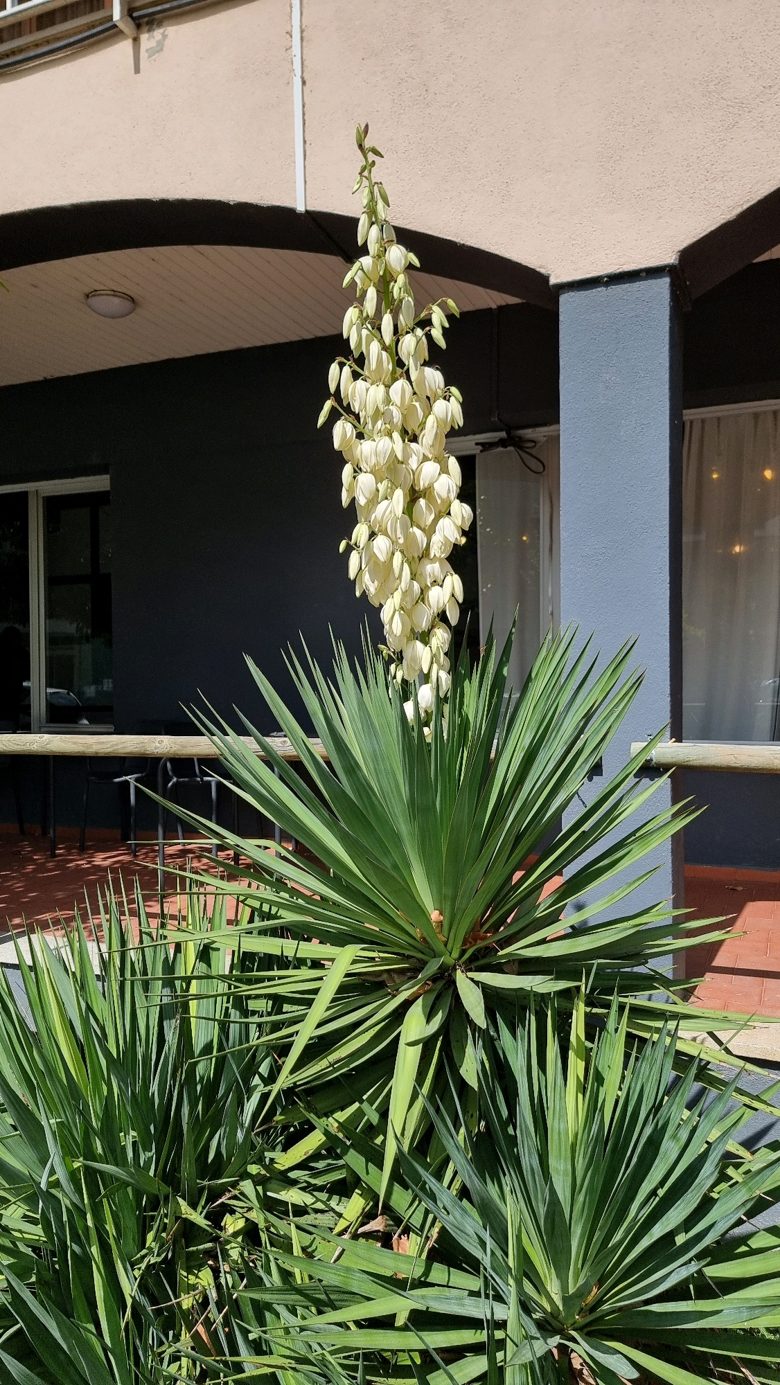 The image shows a close-up of a blooming yucca plant with a tall stalk of white flowers, set against a backdrop of a building with an arched walkway. The yucca plant has sharp, green leaves that fan out from the base. In the background, there is a building with beige and dark gray sections, and a blue pillar. Through a window, sheer curtains are visible. A wooden railing runs horizontally across the middle ground. The scene appears to be outdoors, possibly in a courtyard or patio area, with red brick paving visible on the ground. The setting is identified as Olot, Spain. There are no people visible in the image.