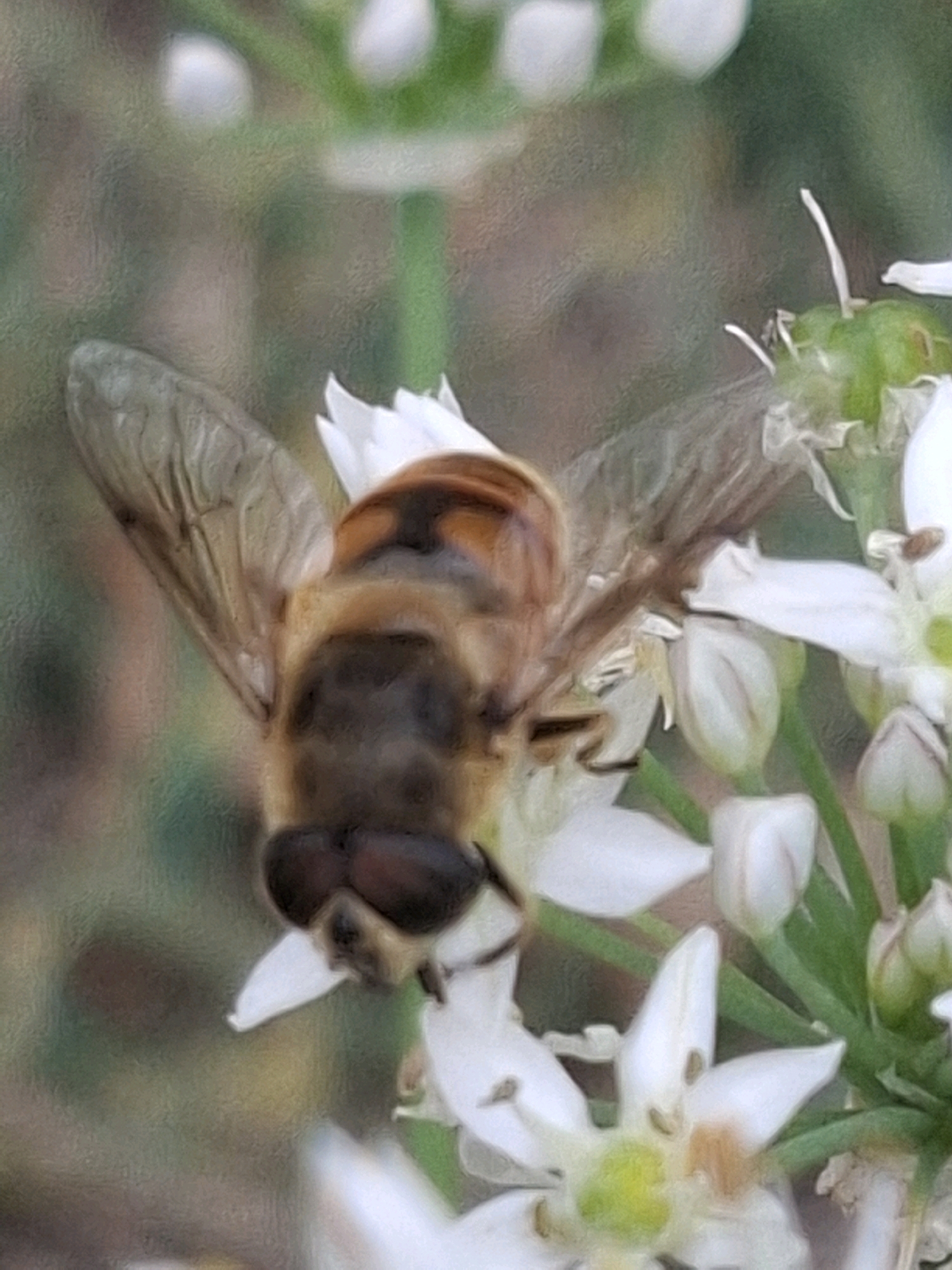 A close-up, slightly blurred photograph captures a hoverfly with translucent wings and a striped abdomen resting on white flowers with green stems. The background is a soft, indistinct blur of green and brown, suggesting an outdoor setting. The image does not contain any recognizable landmarks or specific details to determine its location within Almaty, Kazakhstan.