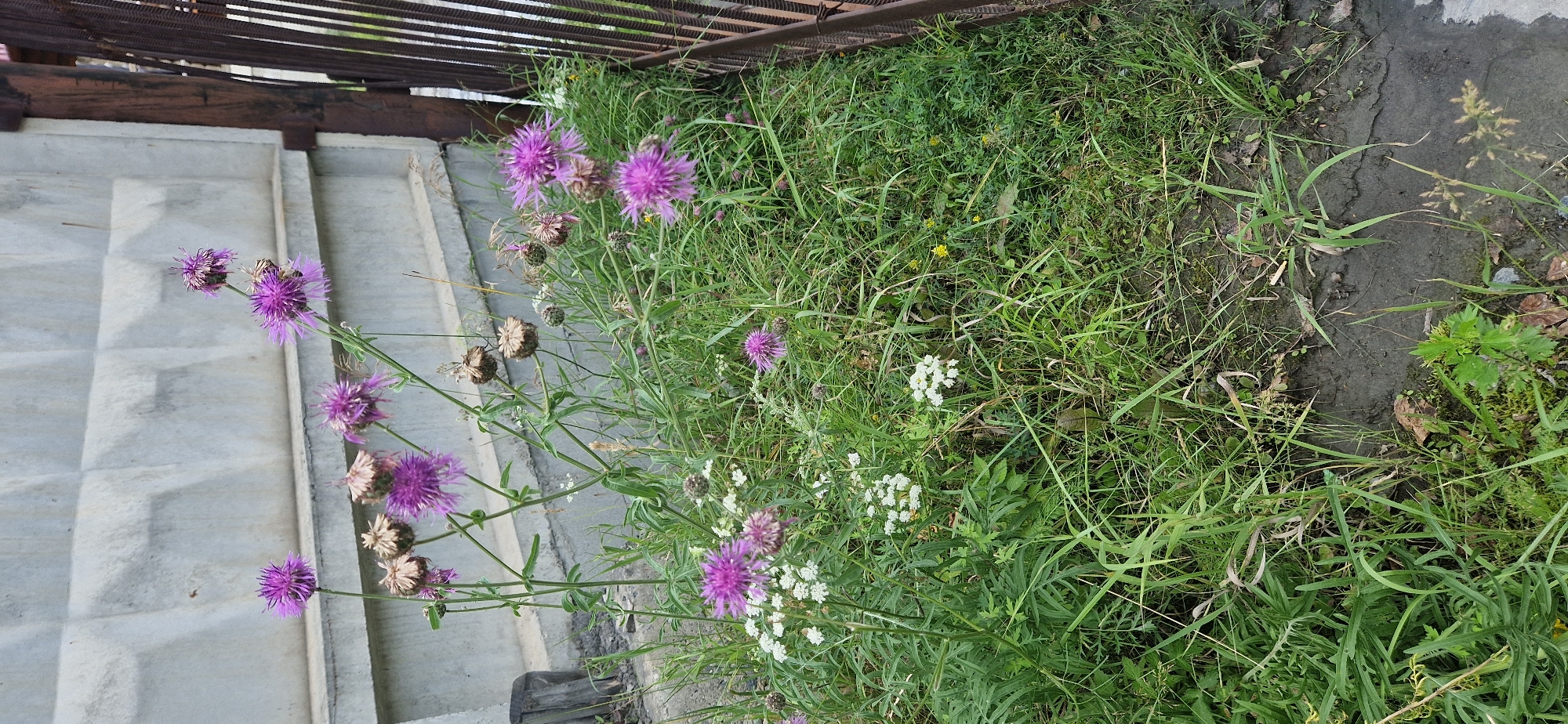 In the city of Unknown, Unknown, a patch of overgrown grass grows in front of a concrete wall. The concrete wall has a textured surface with raised, diamond-shaped patterns. To the right of the wall is a dark metal fence with vertical slats. Among the green grass and weeds are several purple thistle-like flowers and some smaller white flowers. Some of the thistle flowers have gone to seed, appearing as dry, brown heads. The ground is damp and muddy in some areas.