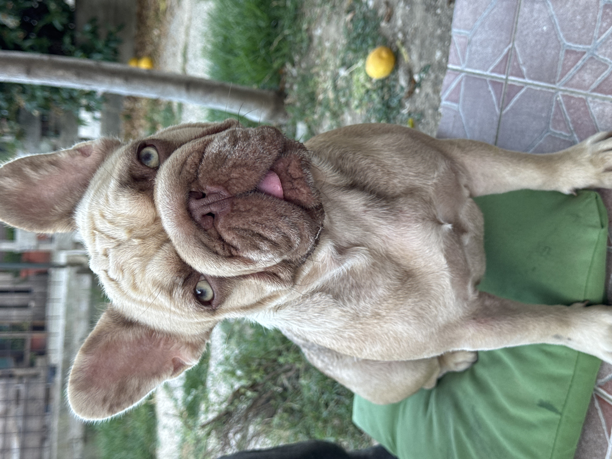 A fawn-colored French bulldog with large ears and light green eyes sits on a green cushion in an outdoor setting. Its tongue is slightly sticking out. The dog is positioned in the foreground, with its head tilted slightly. In the background, there is blurred greenery, a tree trunk, and a yellow object, possibly a lemon, on the ground. The dog is sitting on a tiled surface. The overall scene appears to be a residential garden or yard.