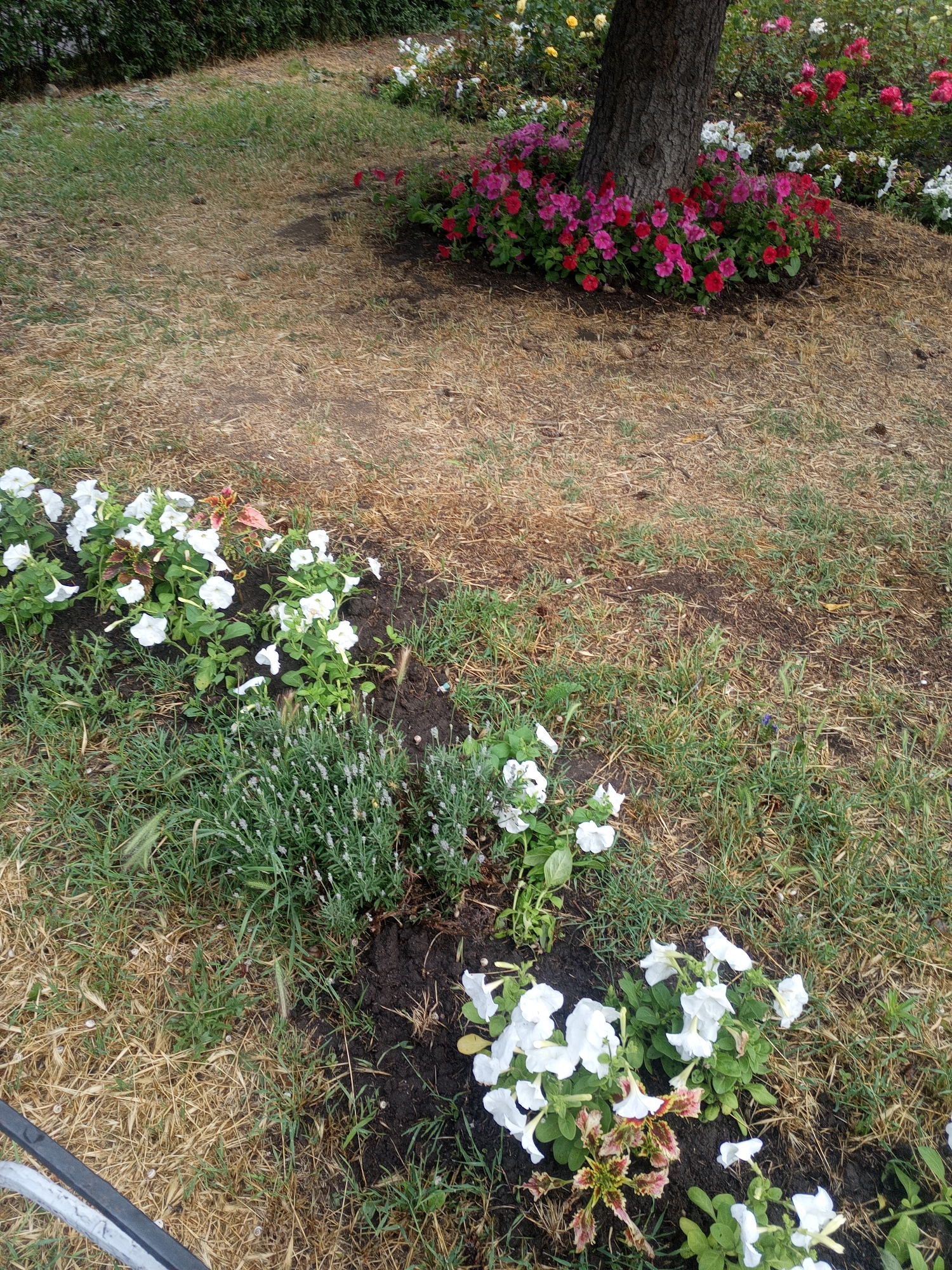 The image depicts a garden area with a large tree trunk in the center, surrounded by a bed of vibrant pink and red flowers. The ground is covered with dry grass and some patchy green grass. In the foreground, there are rows of white petunia flowers and a patch of lavender. The garden appears to be outdoors, possibly in a park or residential area, located in Odesa, Ukraine, given the context provided. There are no people or animals visible in the image.