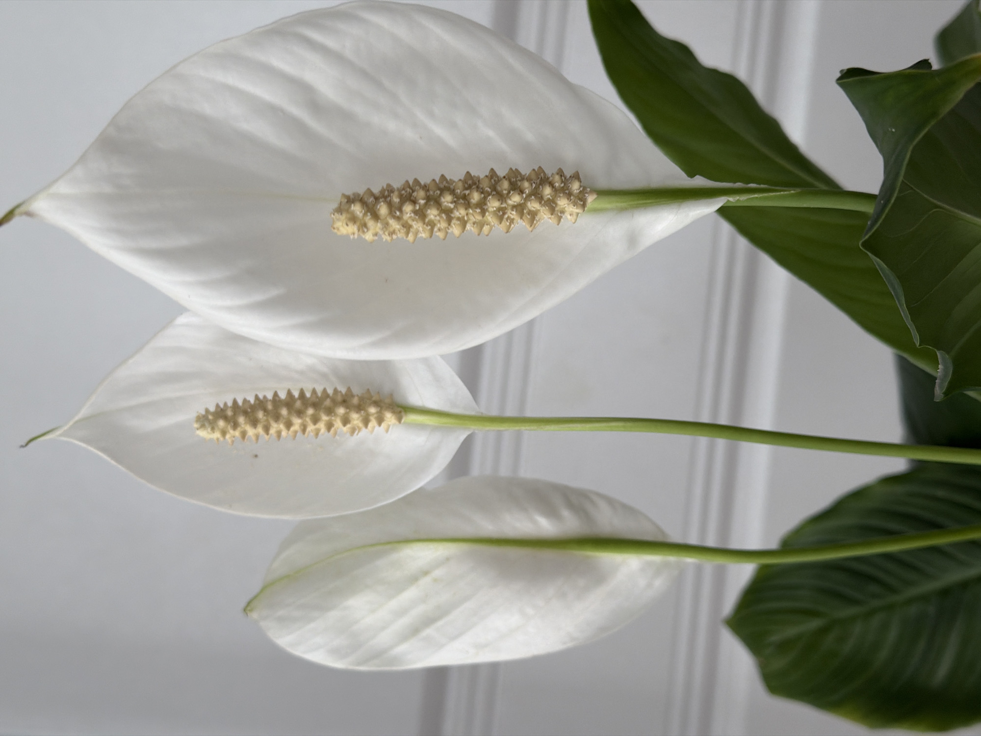 The image displays a close-up, vertical shot of a Peace Lily (Spathiphyllum) plant, featuring three prominent white flowers with their distinctive spadices and vibrant green leaves. The plant is positioned against a light grey or white background that shows subtle vertical lines, possibly indicating a wall panel or blinds.
Three fully bloomed Peace Lily flowers are visible, each characterized by its pristine white, boat-shaped spathe. Cradled within each spathe is an elongated, textured spadix, appearing in shades of pale yellow to beige, covered with numerous small, spiky florets. The uppermost spadix is sharply in focus, revealing its intricate detail. The stems supporting these flowers are bright green and sturdy.
Portions of the plant's dark green leaves are visible, primarily on the right side and bottom of the frame, providing a rich, natural contrast to the white blooms. The leaves show clear venation and a slightly ruffled texture. The lighting is soft and even, highlighting the delicate folds and textures of the spathes and the rich color of the leaves. There is no specific activity or event depicted, and no text is visible in the image. The composition emphasizes the natural beauty and elegant structure of the Peace Lily.