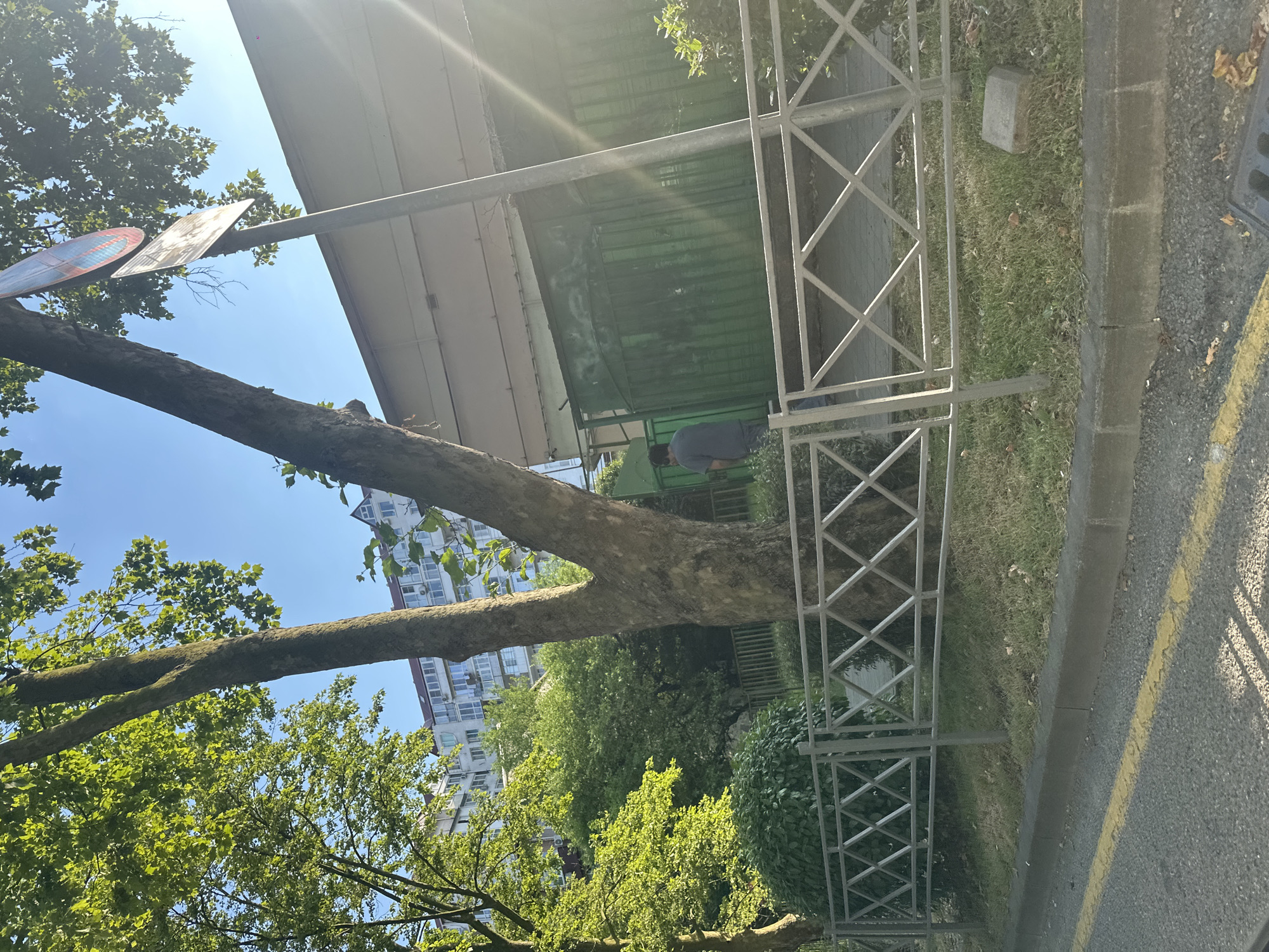 In Sochi, Russia, a man in a dark t-shirt and jeans is seen from behind, standing near a green metal fence and a large tree. The tree has a thick trunk that splits into two main branches. Behind the fence, there is a light-colored building with multiple windows and balconies, suggesting an urban residential area. The sky is clear and blue. The scene appears to be a public space, possibly a park or a street, with a paved walkway and a road with yellow lane markings in the foreground. The sun is shining, casting shadows and creating a lens flare effect in the upper right portion of the image. A traffic sign is visible above the tree.