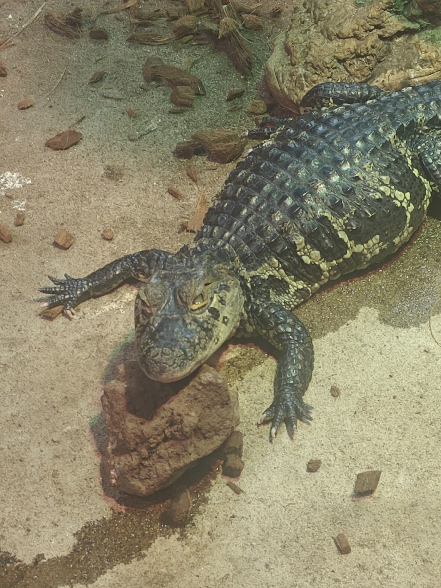 An alligator rests on a sandy surface with scattered wood chips and rocks. The alligator is dark green and black with yellow markings, and it is positioned diagonally across the frame, facing left. Its head is on a rock, and its body extends to the right. Its front left leg is visible and extended, with sharp claws. In the background, there are larger rocks and more wood chips, suggesting an enclosure at an animal park or zoo. This scene is consistent with an exhibit at Pairi Daiza in Cambron-Casteau, Belgium.