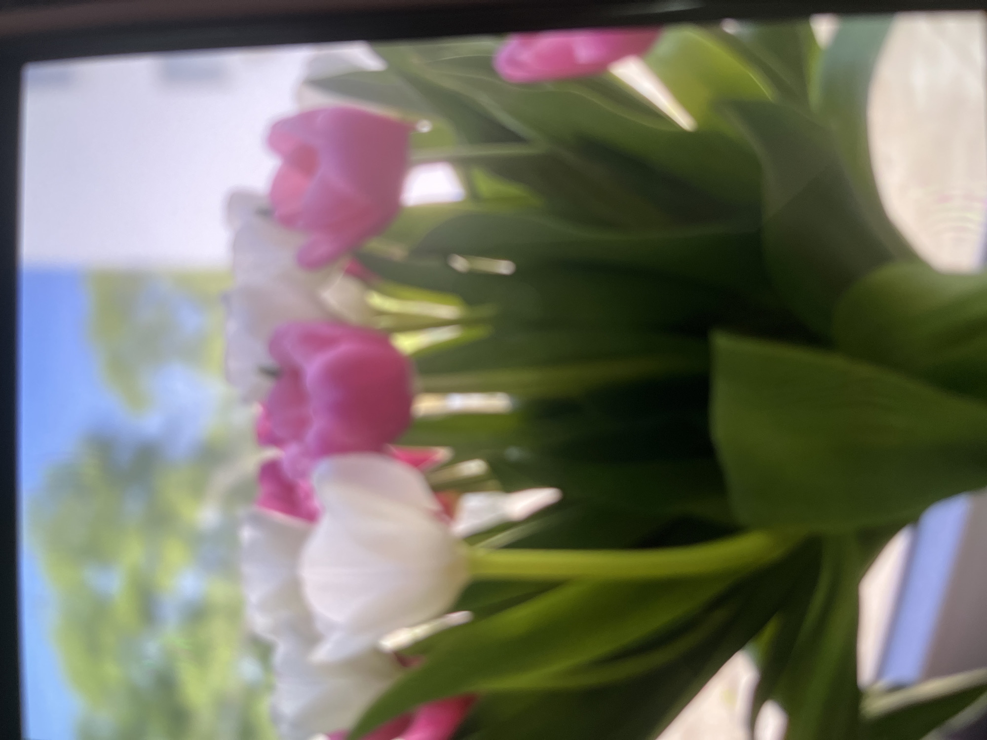 The image displays a close-up of a bouquet of tulips with pink and white flowers, set against a blurred background. Green foliage surrounds the flowers. The location is not identifiable as Chaikovsky, Russia, from the visual information available.