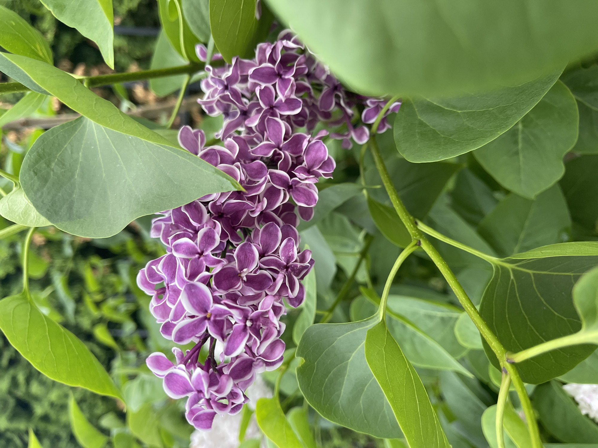 The image displays a close-up, natural light photograph of a cluster of bicolored lilac flowers (genus *Syringa*, likely a cultivar such as 'Sensation') amidst green foliage. The flowers are predominantly purple-magenta with distinct white margins outlining each of their four petals, arranged in a dense, conical inflorescence. The individual blossoms are small and appear fully open. Surrounding the flowers are numerous vibrant green leaves, characteristic of lilacs, with heart-shaped to broadly ovate forms and smooth margins. Some leaves are in sharp focus in the foreground and midground, showcasing their venation, while others are softly blurred, contributing to depth. A slender, light green stem supports the foliage and flowers. The background is a soft, out-of-focus bokeh of various shades of green, indicating additional foliage and an outdoor, garden-like environment. No human subjects, man-made objects, or specific geographical identifiers are present within the frame that could establish a precise location within Zelenogradsk, Russia.