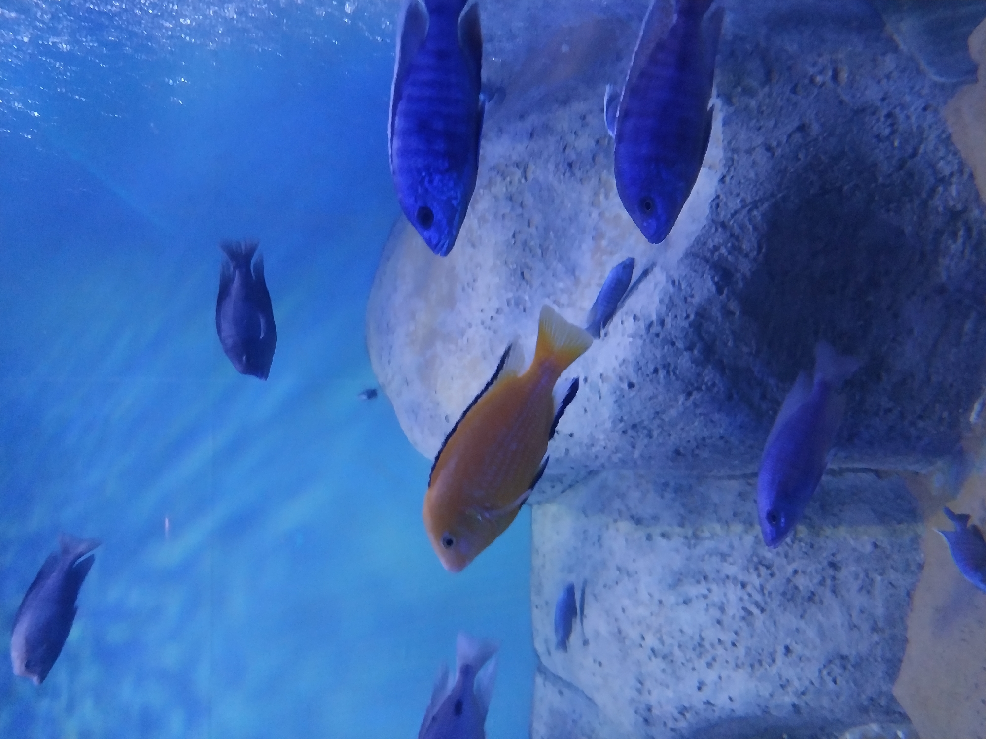 A vertical medium shot captures a group of cichlid fish swimming in an aquarium. The water is a deep blue, with shafts of light illuminating the scene from above. Several large rocks form the backdrop, with sand on the bottom of the tank. In the foreground, a bright orange cichlid with black trim swims right, facing slightly left. To its left, a dark blue cichlid swims left. Above them, a large dark blue cichlid swims left, and further up and to the right, another dark blue cichlid swims right. A smaller, lighter blue cichlid swims below the orange one, and another small, dark blue fish is visible in the lower right corner. The image appears to be taken at the Orenburg Aquarium in Orenburg, Russia.