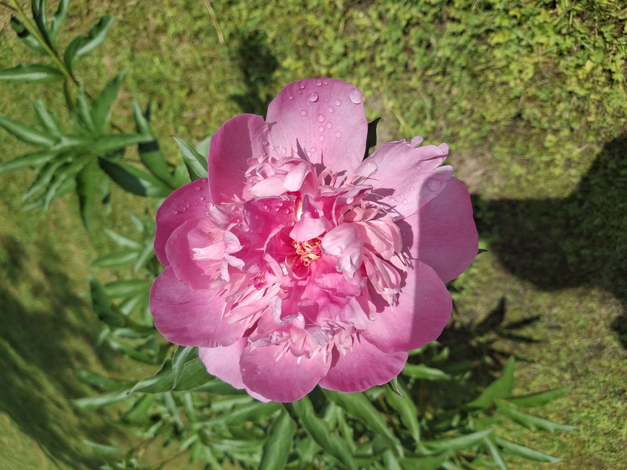 A bright pink peony flower with water droplets on its petals is in the foreground, centered in the frame. The flower has multiple layers of ruffled petals. In the background, green grass and foliage are visible, with dappled sunlight casting shadows. The scene appears to be outdoors, possibly in a garden. The location is Lēdmane, Latvia.