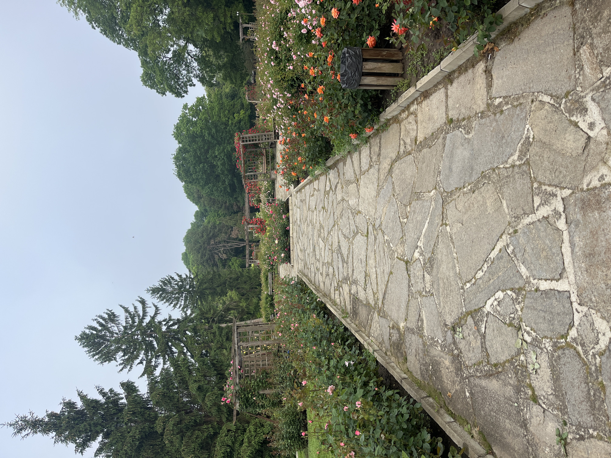 The image captures a serene landscape within a garden or park, likely in Dobrich, Bulgaria, featuring a stone pathway winding through lush rose beds under an overcast sky.
The central subject is a pathway made of irregular flagstones, with visible mortar lines and some moss/grass growth between the stones. This path runs from the foreground into the mid-ground, gently curving to the left. On both sides of the pathway, extensive rose bushes are in bloom, showcasing a variety of colors including bright orange, soft pink, and deeper red flowers.
Throughout the rose beds, several wooden trellises or arbors are visible, providing structure for climbing plants. To the immediate right of the pathway, partially obscured by the flowering roses, is a rustic wooden bench. A black plastic bag is resting on the bench.
Beyond the cultivated rose gardens, a dense backdrop of trees fills the horizon. These include tall coniferous trees with distinctive needles, and other deciduous trees, indicating a forested or heavily planted area surrounding the garden. The sky above is pale and uniformly gray, suggesting an overcast day. No people are visible in the scene, and there is no discernible text. The overall impression is one of a peaceful and well-maintained botanical space.