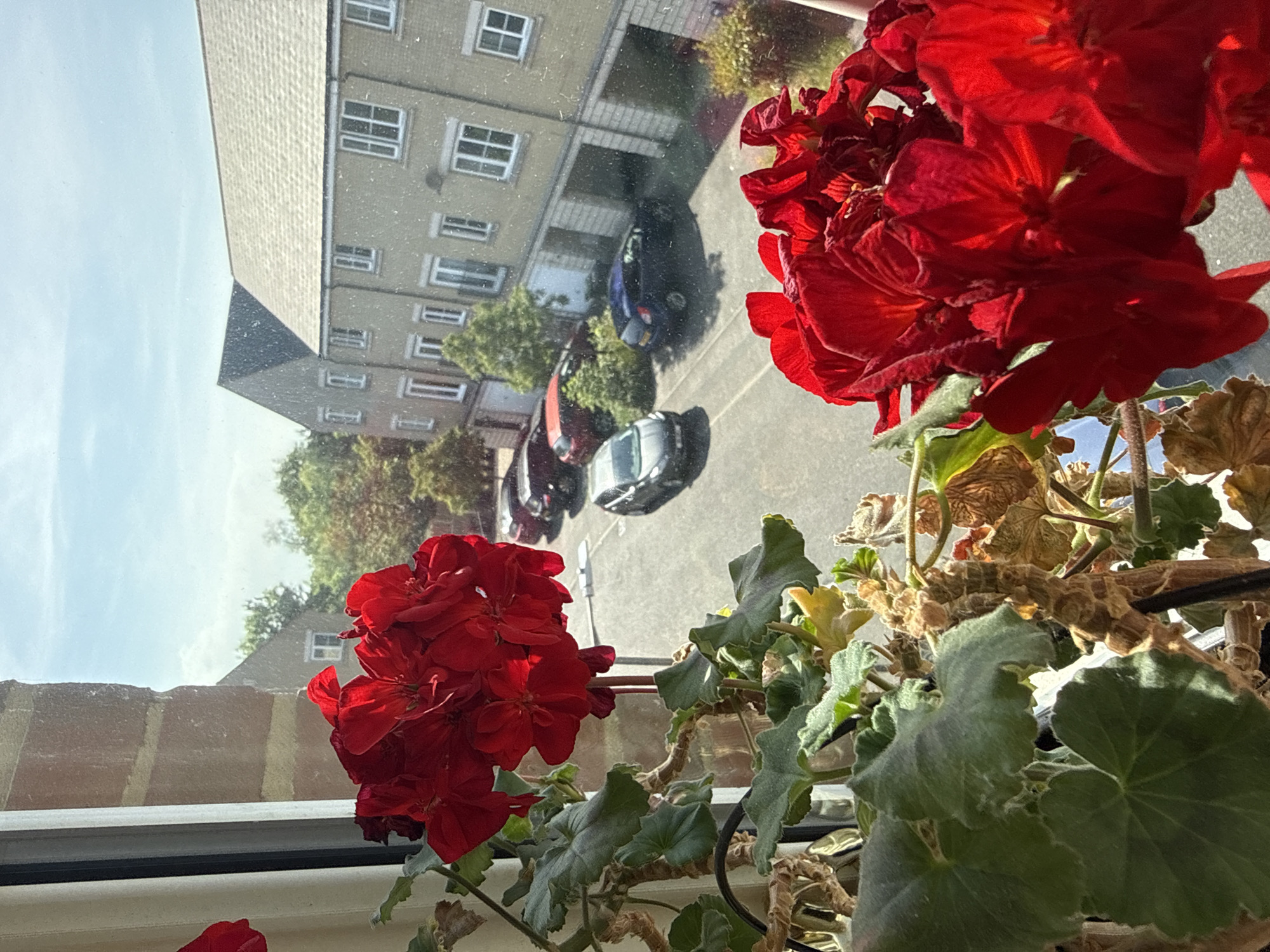 A photograph taken from inside a building shows a view of a street with buildings and parked cars, framed by two red geranium flower arrangements in the foreground. The buildings are primarily multi-story brick apartment blocks with light-colored roofs. Cars of varying colors, including blue, gray, red, and black, are parked on the street in front of the buildings. The sky is partially visible with light clouds. The geraniums in the foreground are a deep red color, with healthy green leaves and some drying foliage. The window frame is visible at the bottom of the image. The scene appears to be in Great Yarmouth, United Kingdom, based on the architecture and street layout typical of that area.