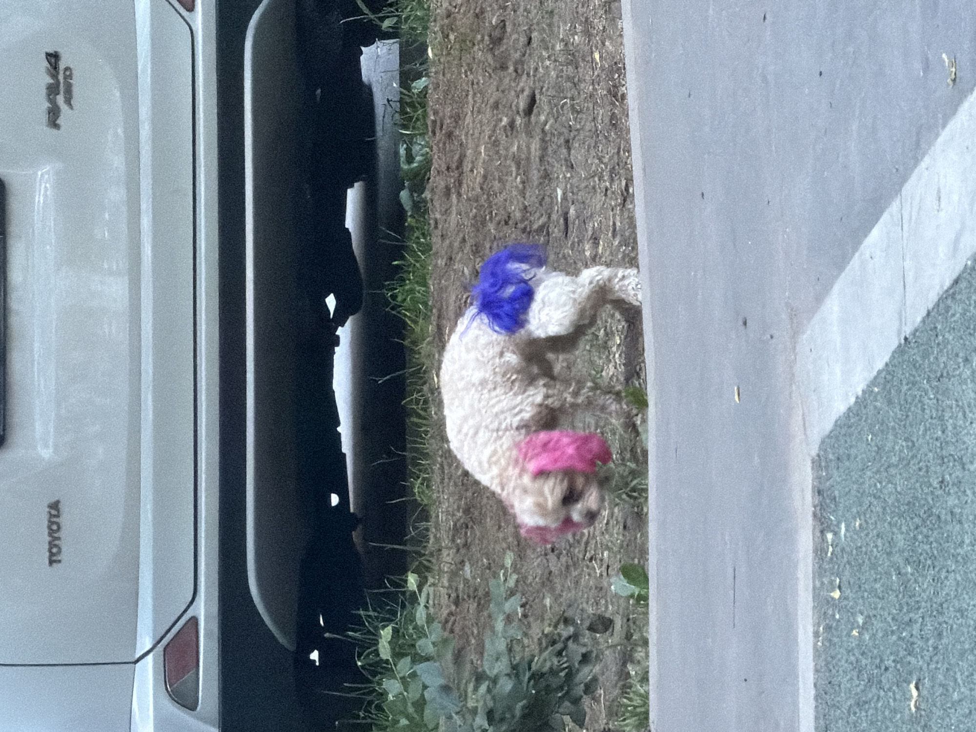 A small, light-colored dog with pink-dyed ears and a blue-dyed tail is walking on dirt ground next to a paved area. Behind the dog, a white Toyota RAV4 is parked. The dog is facing left, with its head down. The ground is covered in dirt, scattered leaves, and some green vegetation. The paved area in the foreground appears to be a sidewalk or pathway. The image is taken outdoors during daylight. The metadata indicates the image was taken in Moscow, Russia.