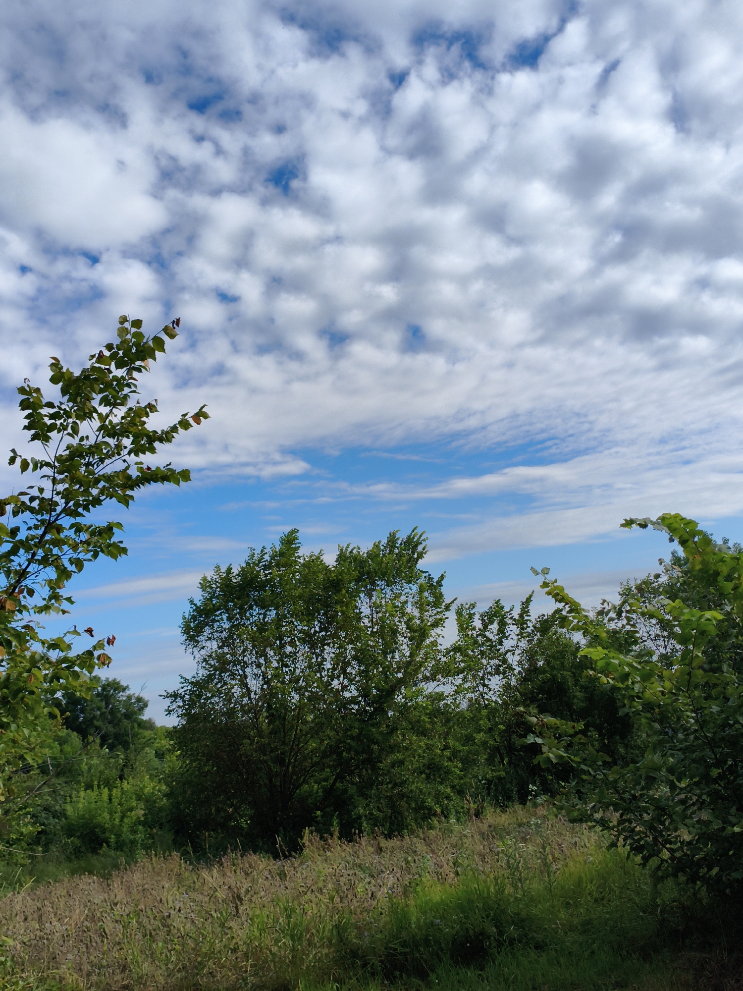An eye-level shot captures a natural landscape under a bright, cloudy sky. The foreground is dominated by tall, dry grasses and some green vegetation. Behind this, a dense forest stretches across the frame, with various trees of different heights and shades of green. The sky above is a vibrant blue, dotted with numerous white, fluffy clouds of varying sizes and textures, some appearing wispy and others more solid. The image appears to be taken outdoors, possibly in a rural or park-like setting within Ustyvytsia, Ukraine, showcasing a serene, natural environment. There are no people or animals visible in the scene.