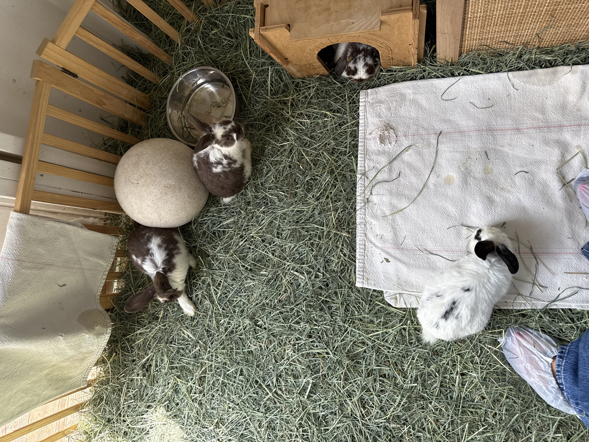 The image shows an indoor enclosure containing four rabbits. The enclosure, located in Solana Beach, United States of America, is filled with hay. A wooden structure forms the partial boundary of the enclosure along one side. Within the enclosure, there's a small wooden house, a metal bowl, and a large, spherical stone object. One rabbit is inside the wooden house, partially obscured. Another brown and white rabbit is seated next to the bowl. Another rabbit is by the barrier with its ear pointed to the left. The fourth rabbit, white with black spots, is near a white cloth and part of a person's leg and foot encased in a plastic bag are also visible on the right side of the frame.