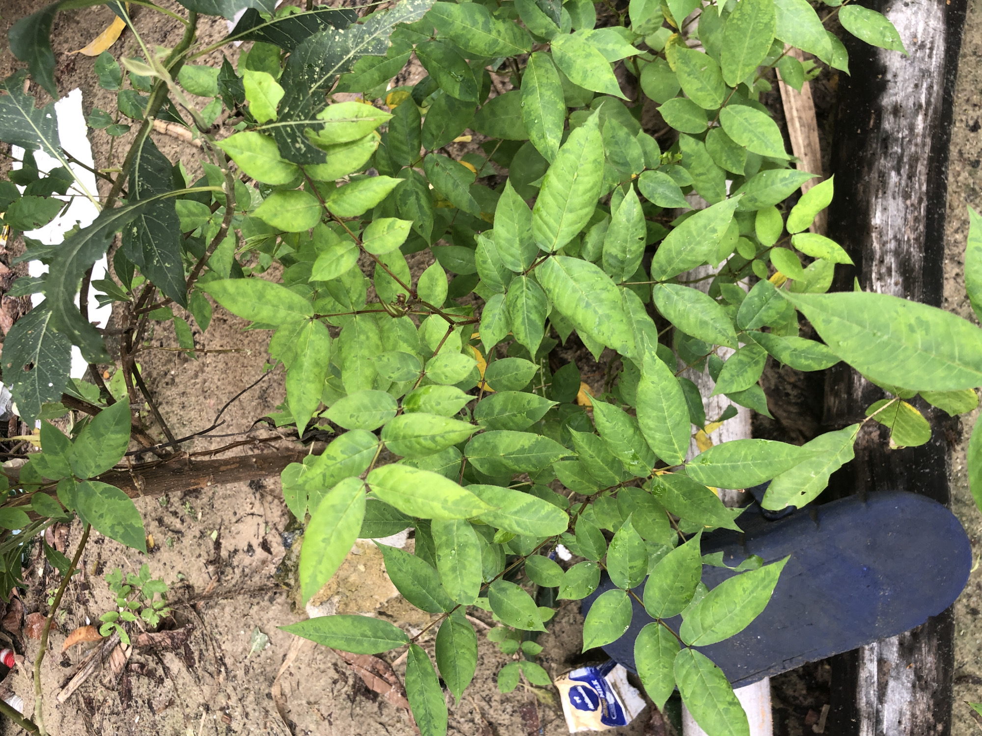 This overhead shot captures a dense cluster of green foliage growing from sandy soil, likely in an outdoor setting in Ado, Nigeria. The primary subject is a plant with numerous compound leaves, each featuring several leaflets. Many of these leaves display a variegated pattern, with lighter green or yellowish-green mottling against a darker green base, and some have small water droplets on their surface.
To the left, a different plant with larger, dark green, and somewhat lobed leaves is visible. The ground is a mix of light brown soil and sand, with scattered organic debris such as dried leaves and twigs. In the upper right corner, a dark, weathered object, possibly a piece of wood or metal, runs vertically. Below this, a blue flip-flop is partially visible, lying on its side amidst the greenery. Adjacent to the flip-flop, a crumpled white wrapper is noticeable, with the word "MILK" and possibly "POWDER" visible on its surface. The scene suggests a natural, somewhat unkempt area, possibly a garden edge or roadside, illuminated by natural daylight.