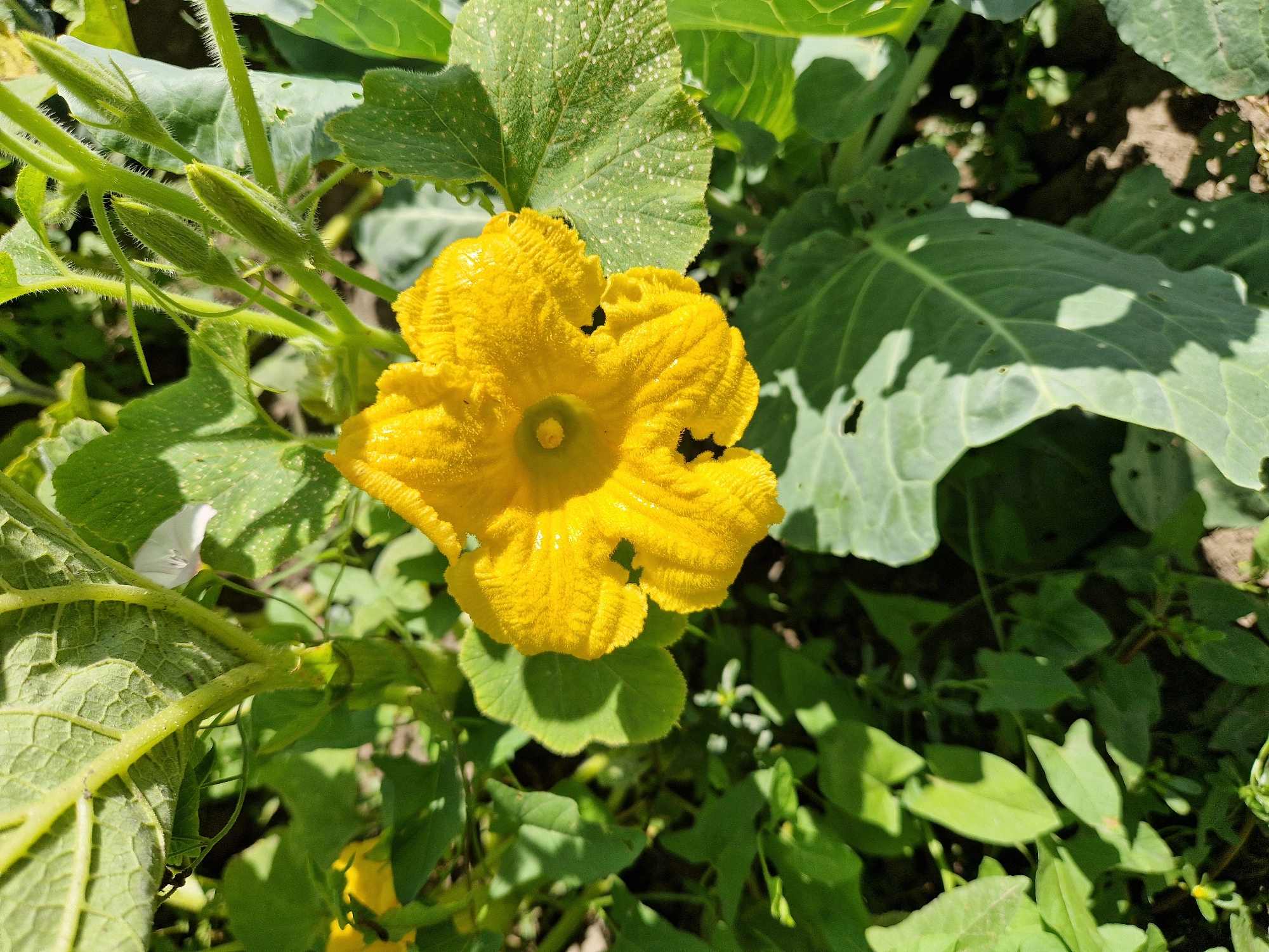 A close-up, high-angle shot captures a vibrant yellow squash blossom at the center of the frame, its petals ruffled and textured. The blossom is surrounded by lush green foliage and stems, some of which appear fuzzy. The leaves are large and broad, with visible veins. In the background, the earth is visible, suggesting an outdoor setting. No people or animals are present in the image. The scene appears to be in a garden or agricultural setting. There is no information available to determine the specific location in Oskemen, Kazakhstan.