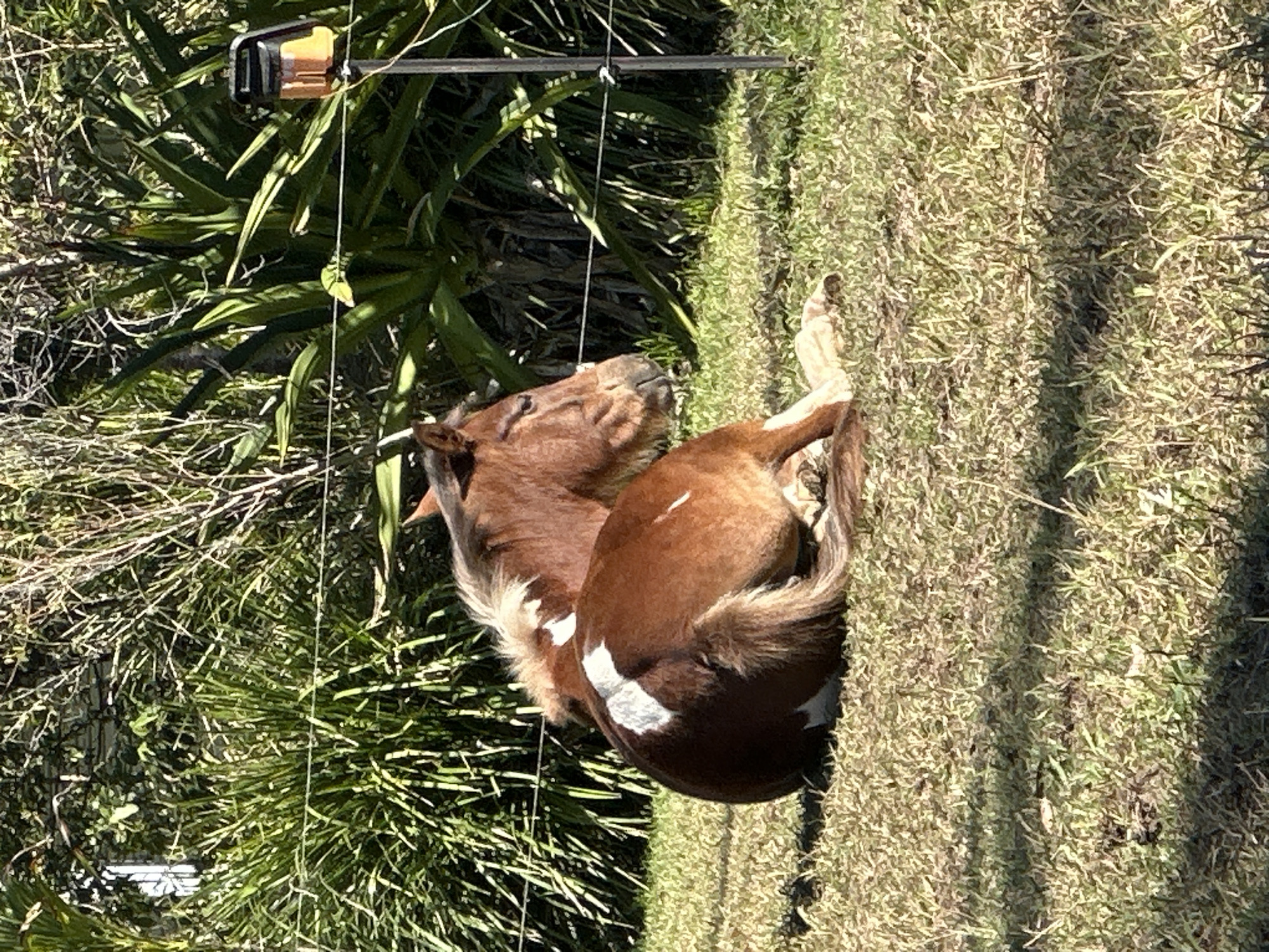 In Thora, Australia, a brown and white horse is lying down in a grassy field. The horse is facing to the right, with its head resting on the ground. The horse has a white blaze on its forehead and white socks on its legs. In the background, there are green bushes and trees, and a fence with a bird feeder. The sun is shining, casting shadows on the ground.