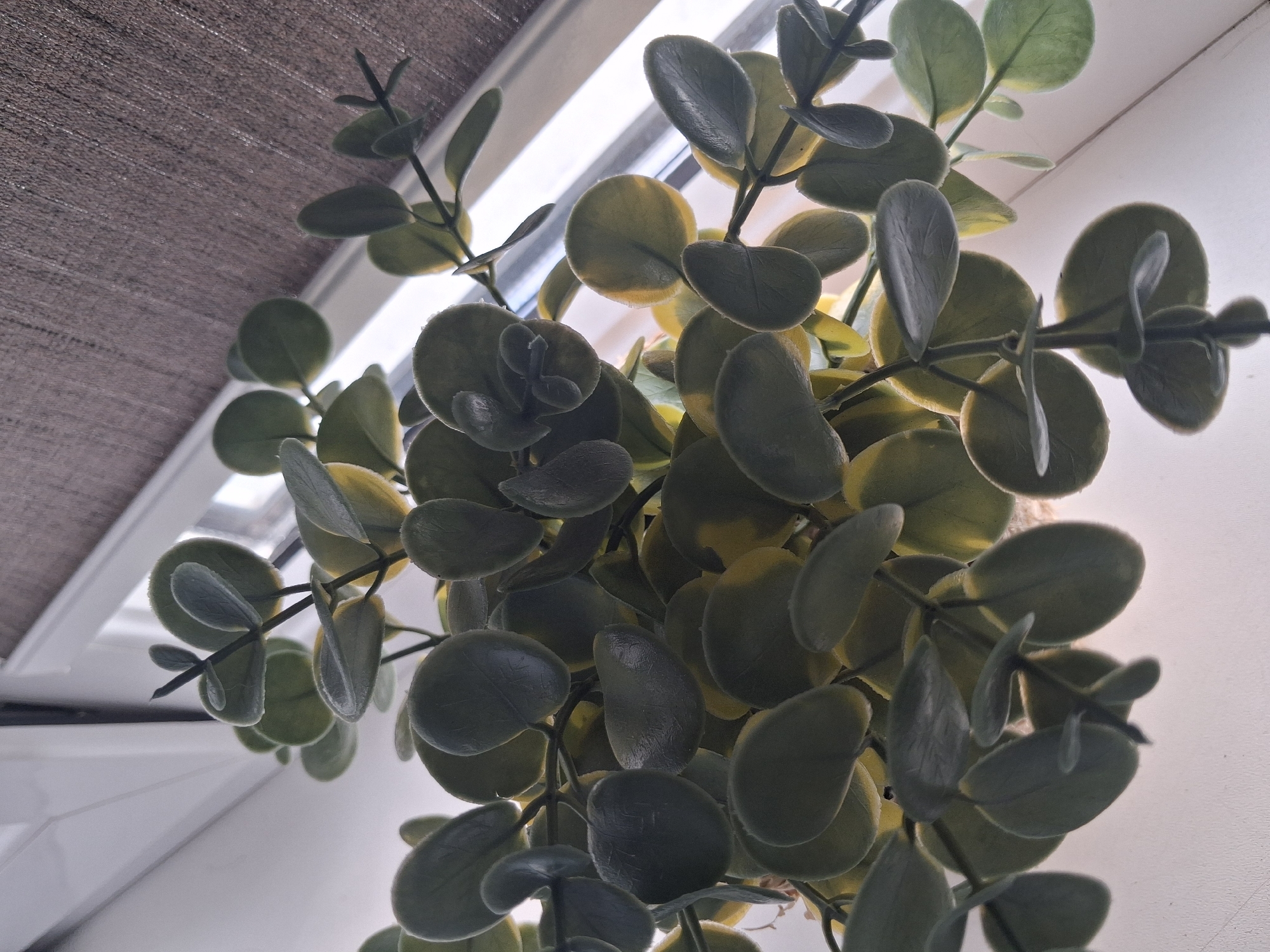 An overhead, close-up shot shows a cluster of artificial eucalyptus leaves with a fuzzy texture and varying shades of green and yellow. The leaves are arranged on thin, dark stems, creating a dense, cascading effect. The background consists of a window with a light-colored sill and a textured brown blind. The scene is lit by natural light, casting soft shadows. The location in Zhodzina, Belarus, is not discernible from the image itself.