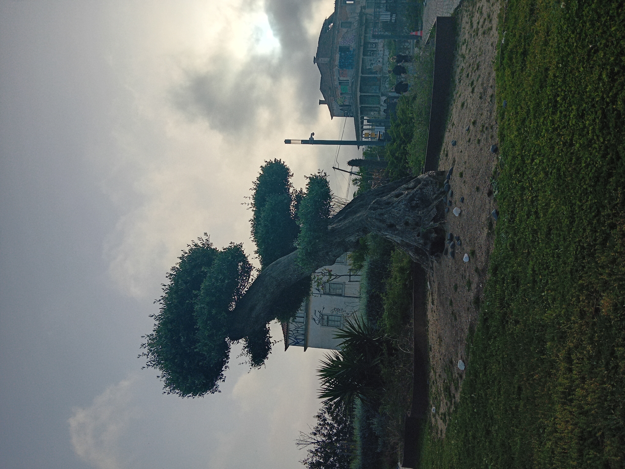 The image depicts a tree in Cascais, Portugal, bending low to the ground next to a wall. Behind the tree, there's a white building, possibly abandoned, with graffiti on its walls. Above that building, the sky is overcast with grey and white clouds. Further in the background, another building can be seen, apparently in a state of disrepair. Green grass is visible along the right edge of the image, adding to the outdoor setting. A utility pole with wires stretches into the sky.