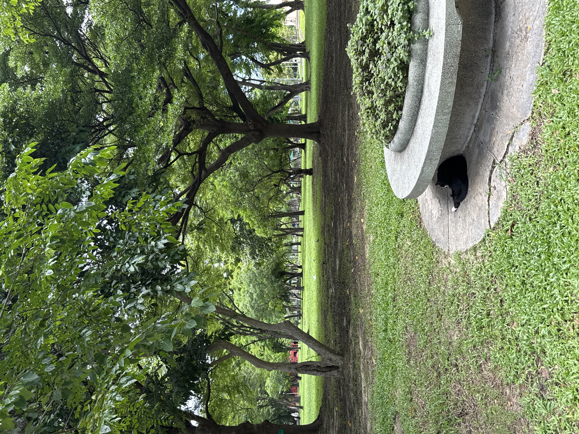 A black cat with white paws rests in the shade beneath a curved stone bench in a park. The bench is surrounded by lush green foliage. The park is filled with numerous trees, their branches creating a canopy of green leaves overhead. The ground is covered in grass, with some patches of bare earth. In the background, the park stretches out with more trees and open green spaces, suggesting a tranquil urban oasis. The overall impression is one of a peaceful day in a well-maintained park, likely in a city setting.