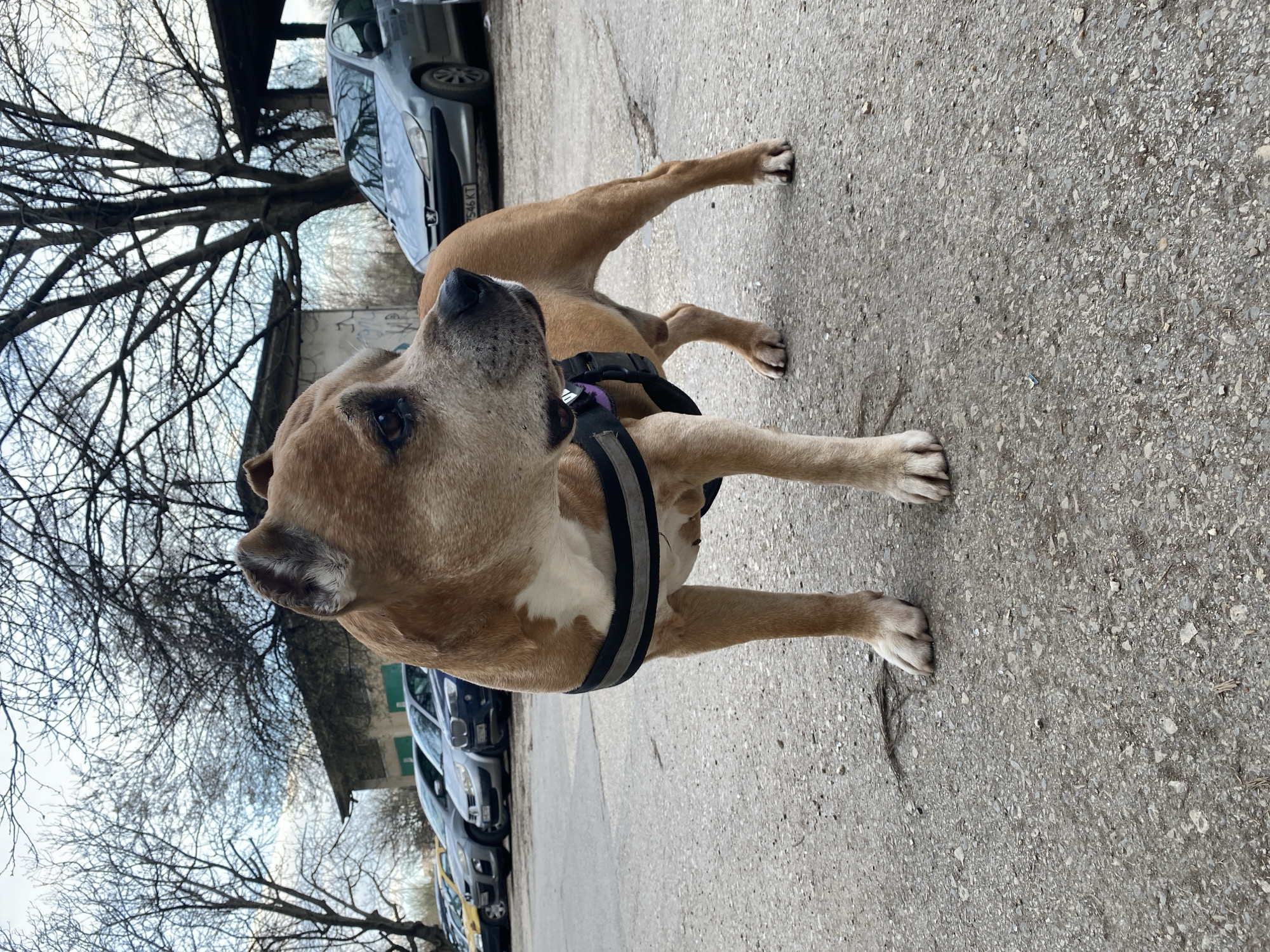 The image depicts an outdoor, urban scene in Pleven, Bulgaria. A tan-colored dog, consistent with an American Staffordshire Terrier or similar breed, stands centered on rough gray asphalt or concrete pavement. The dog has white markings on its chest and paws, and is wearing a black harness with reflective gray stripes and a purple plastic buckle. Its head is turned to the viewer's right, showing its profile, with dark eyes and a black nose. Its ears appear cropped or naturally folded back, with some white fur visible inside the left ear.
In the background, a dilapidated, single-story building with a dark roof and two green-shuttered openings is visible behind the dog's left side. Bare deciduous trees with intricate branch networks stand against a bright, overcast sky. To the right of the building, a row of parked cars is present. The most prominent vehicle is a silver Peugeot 206, displaying a Bulgarian license plate "P 7546 KT," which confirms the location as Pleven Province. Other vehicles, including a yellow car, a silver sedan, and a dark blue SUV, are partially visible further down the row. A weathered, open-sided structure with a dark roof is partially seen on the far right. The ground beneath the dog is uneven, with visible cracks and small scattered debris. No people are present.