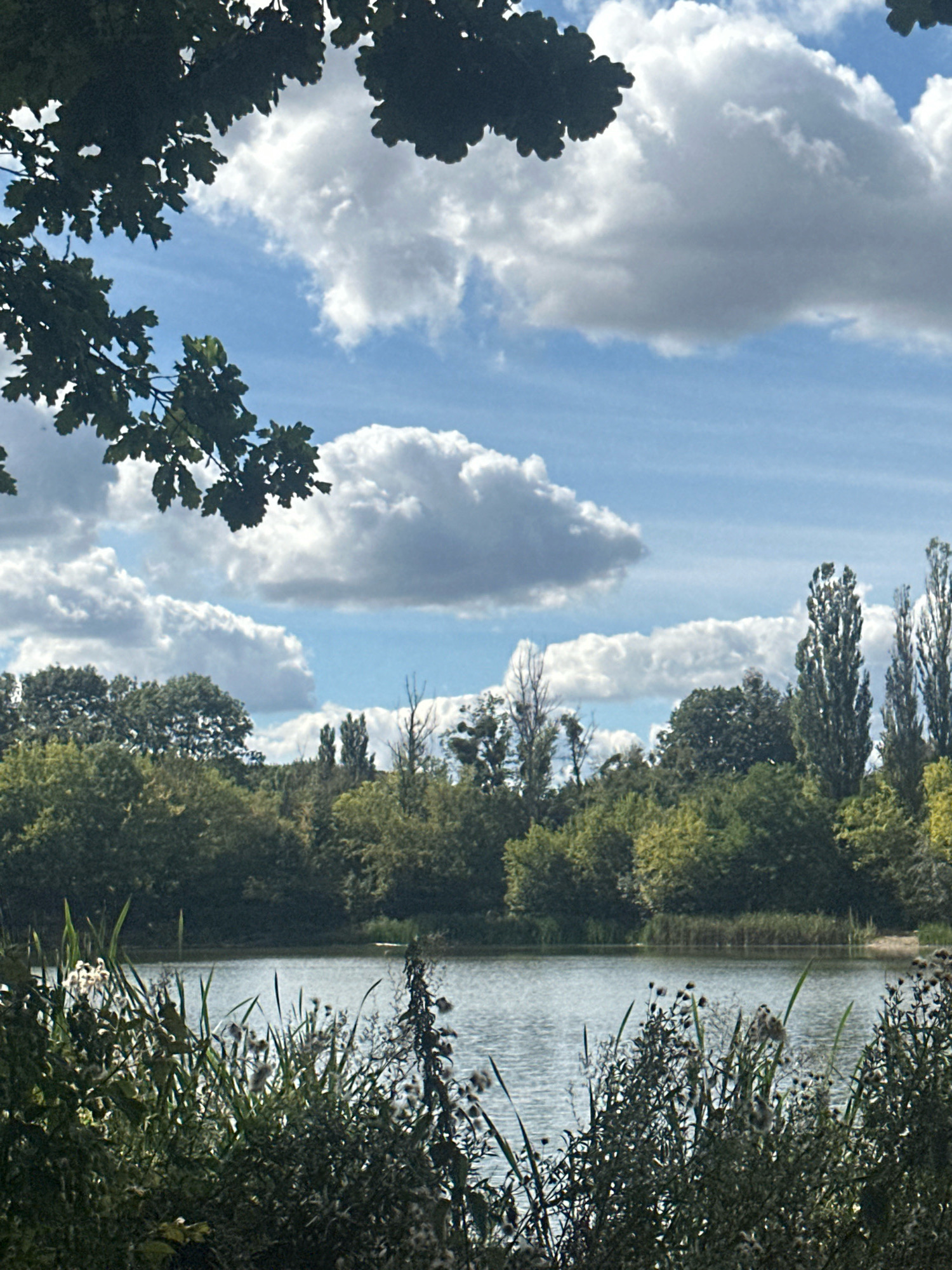 The image depicts a natural landscape with a body of water, likely a lake or river, in the foreground and midground. The water is calm with ripples reflecting the sky. Dense green trees and foliage line the far bank of the water, creating a lush backdrop. In the sky, there are white, fluffy cumulus clouds scattered across a bright blue expanse. The upper portion of the image is partially obscured by the dark green leaves and branches of trees, possibly oak, that hang from above, suggesting this is a view from within a wooded area or park. The scene appears to be situated in a rural or parkland setting outside of a densely populated urban area, and does not contain any identifiable landmarks or features that would specifically place it within the city of Makiv, Ukraine, or any other specific location. No people, animals, or specific human-made structures are visible in the image. The lighting suggests it is daytime, possibly late morning or early afternoon, given the brightness and the shadows cast.