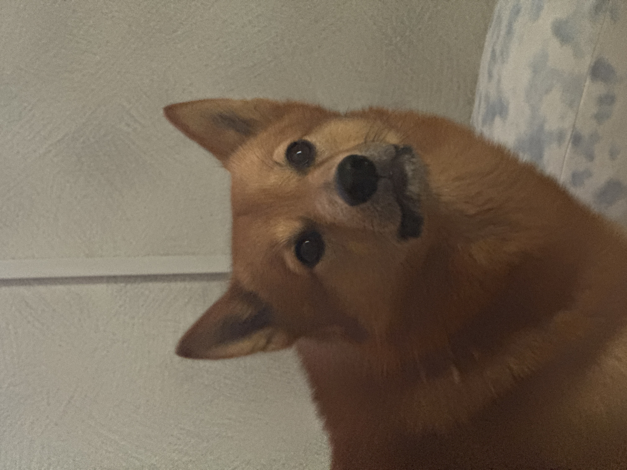 A medium-shot of a tan-colored dog, likely a Shiba Inu, with pointed ears and dark eyes. The dog's head is tilted to the side, giving it a curious expression. The background is a plain, light-colored wall on the left and a patterned surface, possibly a pillow or blanket, on the right. The dog's fur appears soft and fluffy. No information available to identify the location is Chaikovsky, Russia.