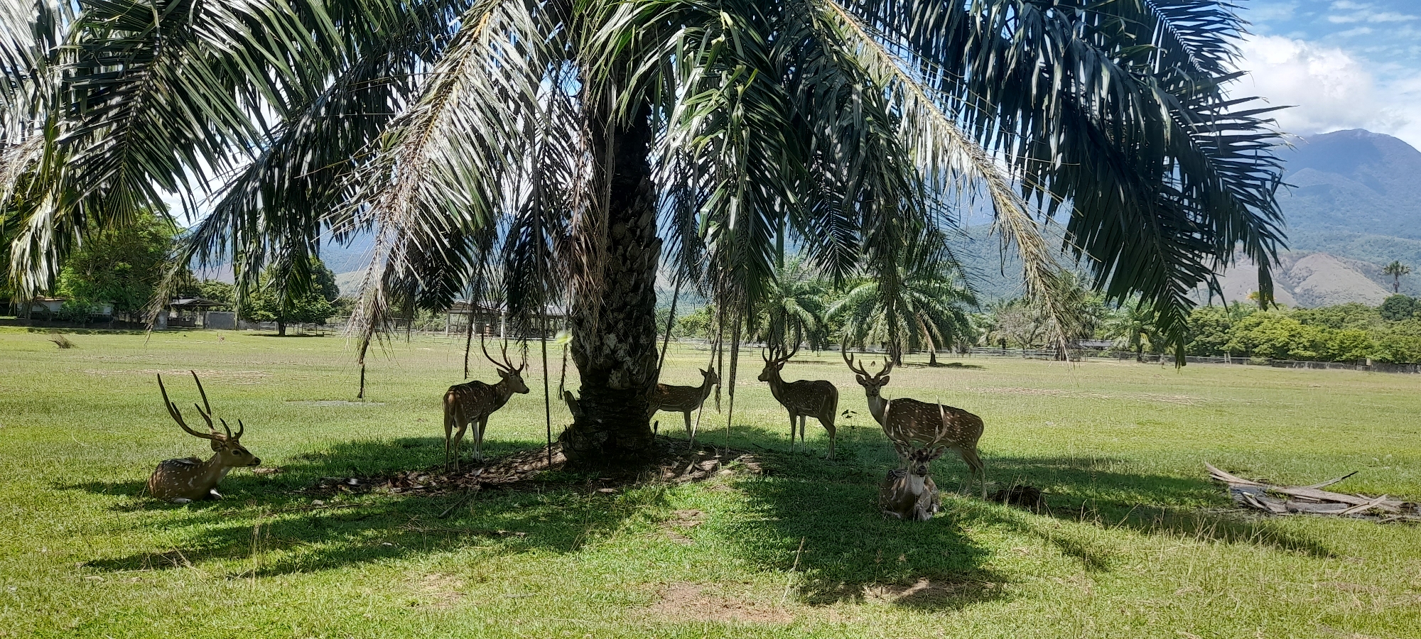 The scene captures a herd of deer in a grassy field under the shade of a palm tree. The deer are of various sizes and ages, some standing and alert, others resting. The field is broad, with a clear view extending to a tree line and a mountain range in the background. The location is Unknown, Indonesia.