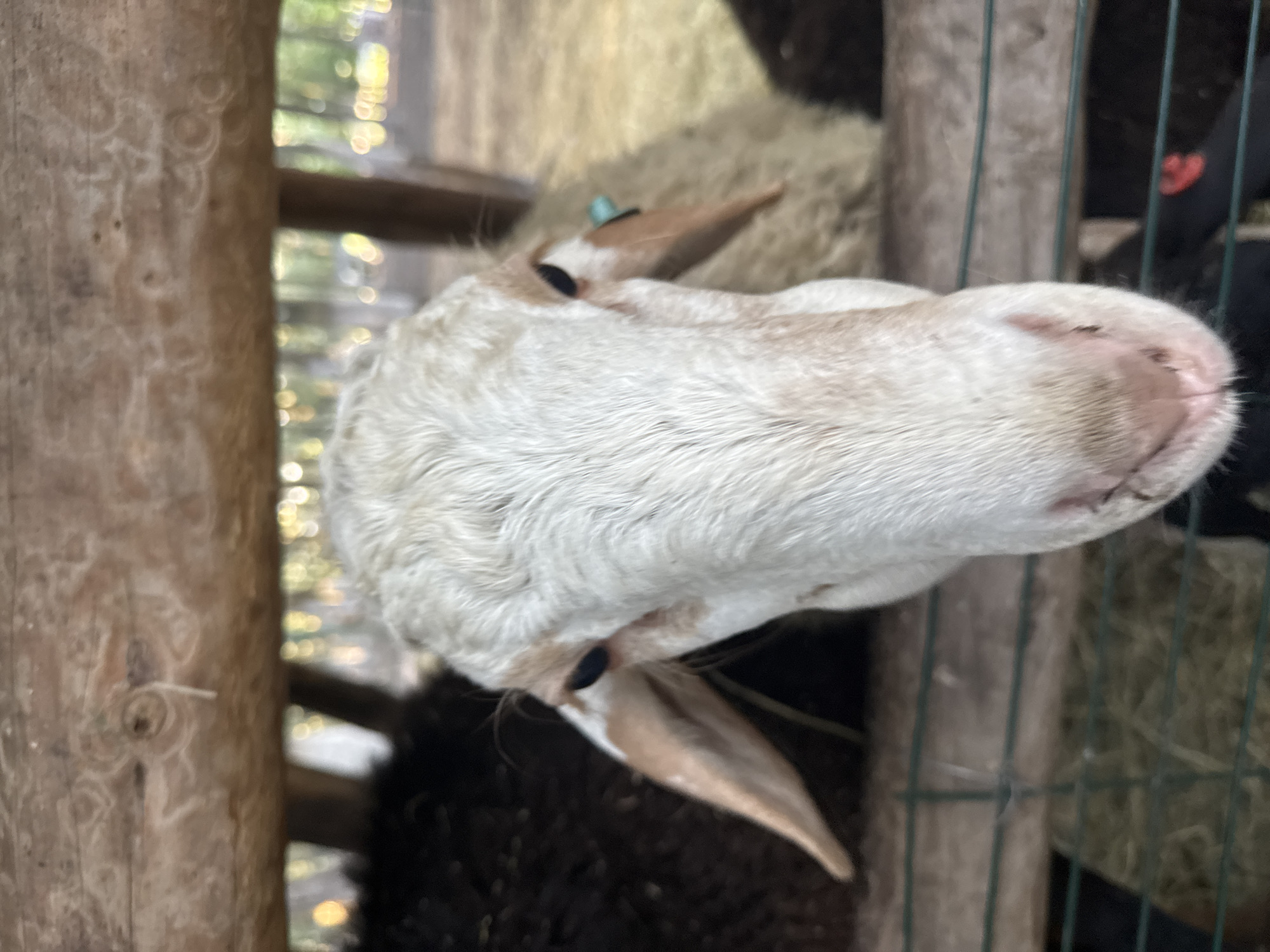 A close-up, eye-level shot features the face of a white sheep with light brown markings. The sheep is looking directly at the camera, with its head slightly tilted down. The sheep is standing behind a green wire fence, and the background shows a wooden structure, hay, and trees. The overall lighting is natural, suggesting an outdoor setting during daylight. No people are present. The image does not provide enough information to determine a specific location in Orlivshchyna, Ukraine.