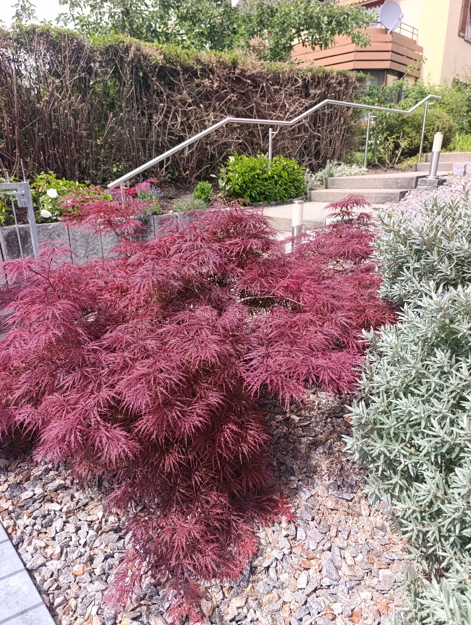A vibrant red Japanese maple tree is the focal point of this image, situated in a garden setting. The tree's delicate, finely dissected leaves are a rich crimson, creating a dramatic contrast against the lighter foliage of a silvery-green shrub to its right. The ground is covered in a mix of gravel and mulch, with a concrete pathway and steps visible in the foreground and background.
The garden appears to be part of a residential property, with a modern building visible in the upper right corner. A metal railing guides visitors up a set of concrete stairs, and a lamp post stands near the steps. The background shows a dense hedge and trees, suggesting a suburban or semi-rural location. The sunlight casts shadows, indicating it is daytime. The overall impression is one of a well-maintained outdoor space with a focus on ornamental plants.
This scene is located in Reutlingen, Germany, specifically at the entrance to a residential building. The architecture and landscaping are typical of German residential areas. The style of the railing, the building materials, and the plant choices are all consistent with the region.