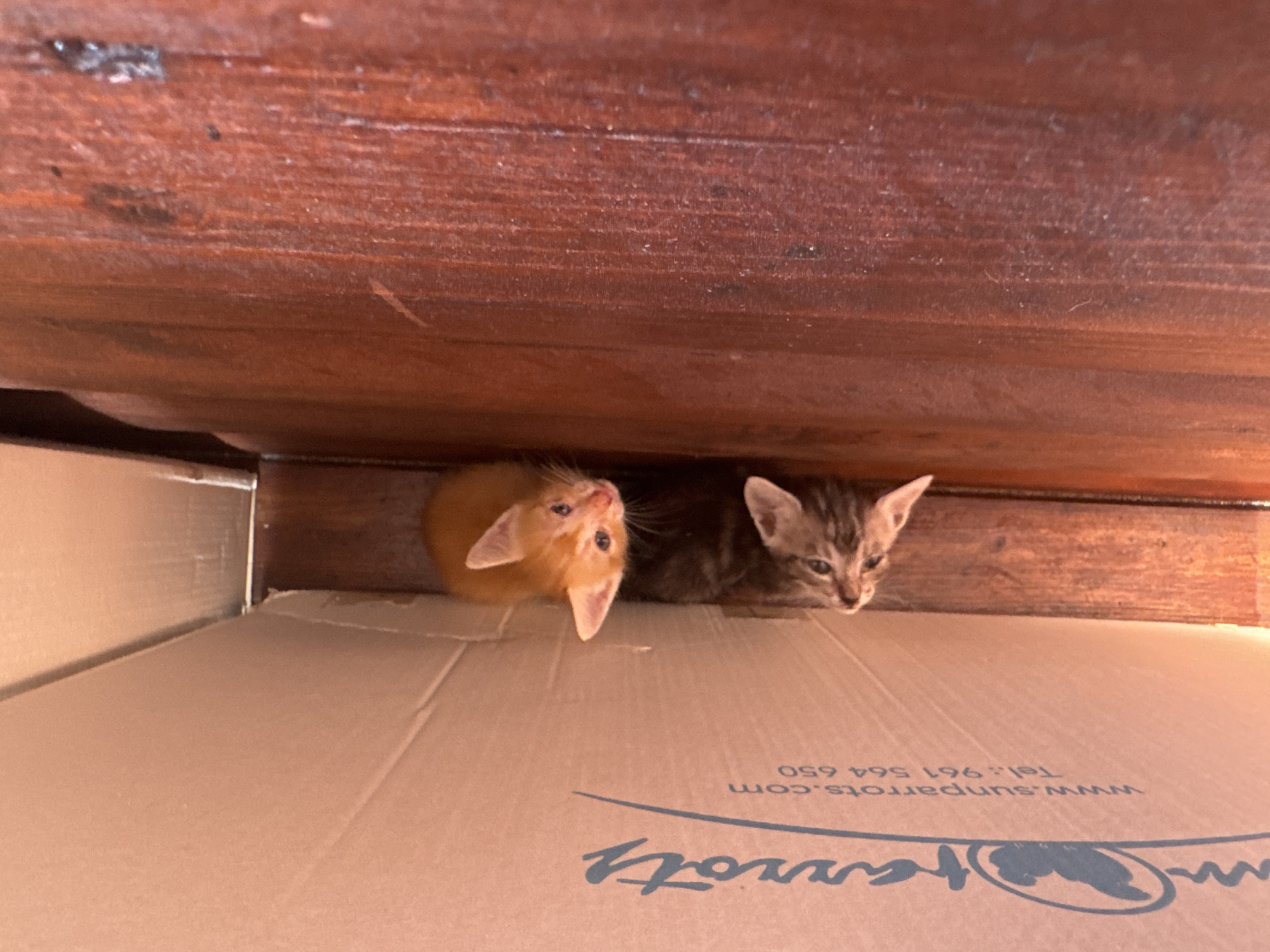 Two kittens are visible in the lower right quadrant of the image. The kitten on top is an orange tabby, and the kitten below it is a grey tabby. Both kittens are looking upwards. The kittens are positioned in a narrow gap between a cardboard box and a wooden surface. The cardboard box has text and a logo printed on it. The wooden surface appears to be weathered. The scene is dimly lit.