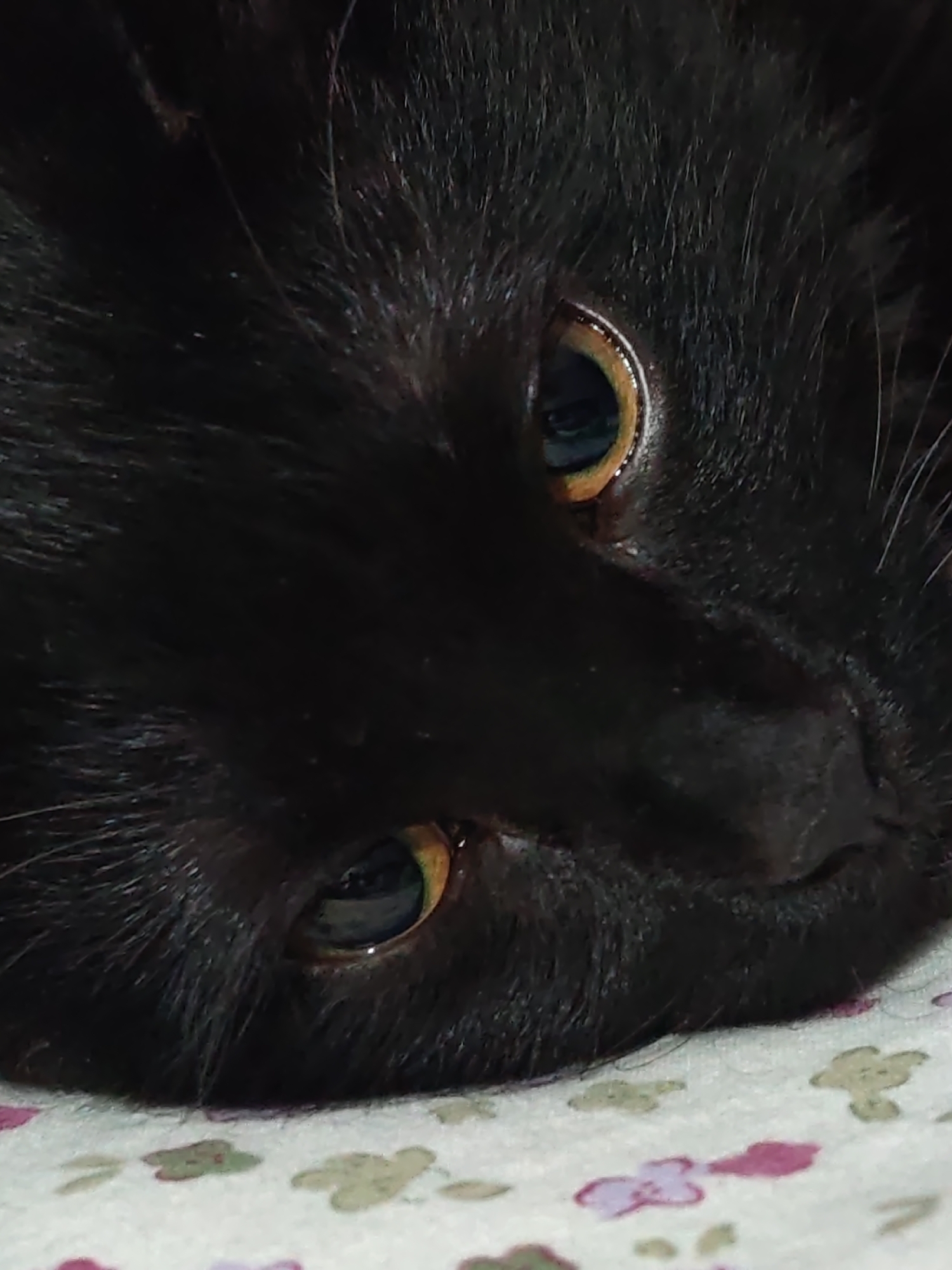 A close-up, low-angle shot focuses on the face of a black cat. The cat is lying down, with its head tilted to the right. Its eyes are open and gazing forward, with pupils that are large and dark, reflecting a light source from above. The irises are a vibrant golden-yellow. The cat's fur is black and appears soft and somewhat fluffy, with individual hairs visible. The background consists of a patterned surface, possibly a blanket or fabric, with small, light-colored floral or leaf-like designs. The lighting is dim, creating a soft glow on the cat's face. The scene is devoid of any human presence or urban context, and therefore cannot be placed in a city.