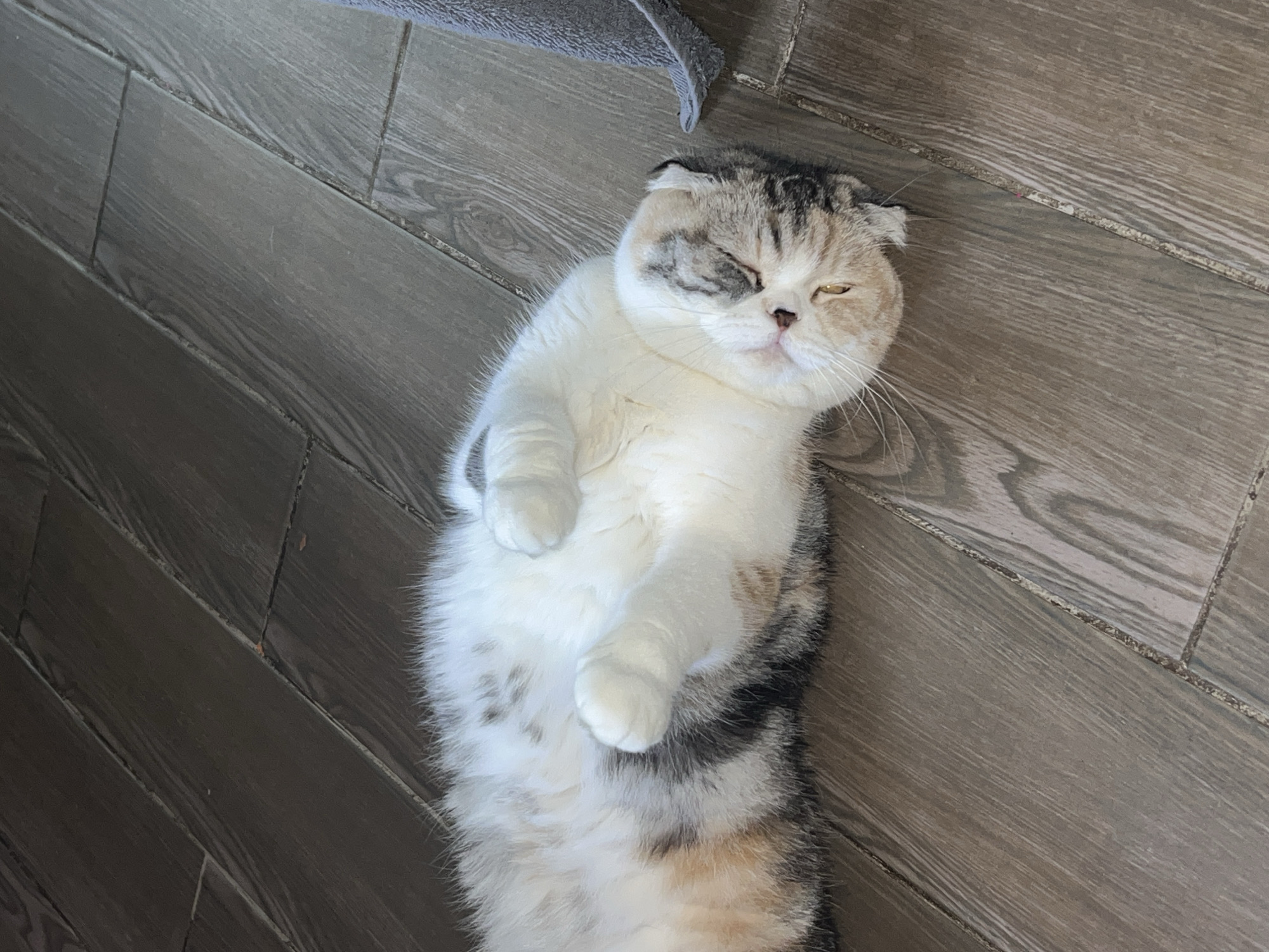 A medium-sized, mixed-breed cat lies on its back on a gray, wood-look tiled floor. The cat has white fur on its chest and belly, with gray and brown markings on its head, sides, and tail. Its paws are held up near its chest. The cat's eyes are partially closed, giving it a squinting expression. Part of a gray object, possibly a towel or blanket, is visible in the upper left corner of the image. The scene appears to be indoors. The location is not specified, nor is it identifiable from the image.