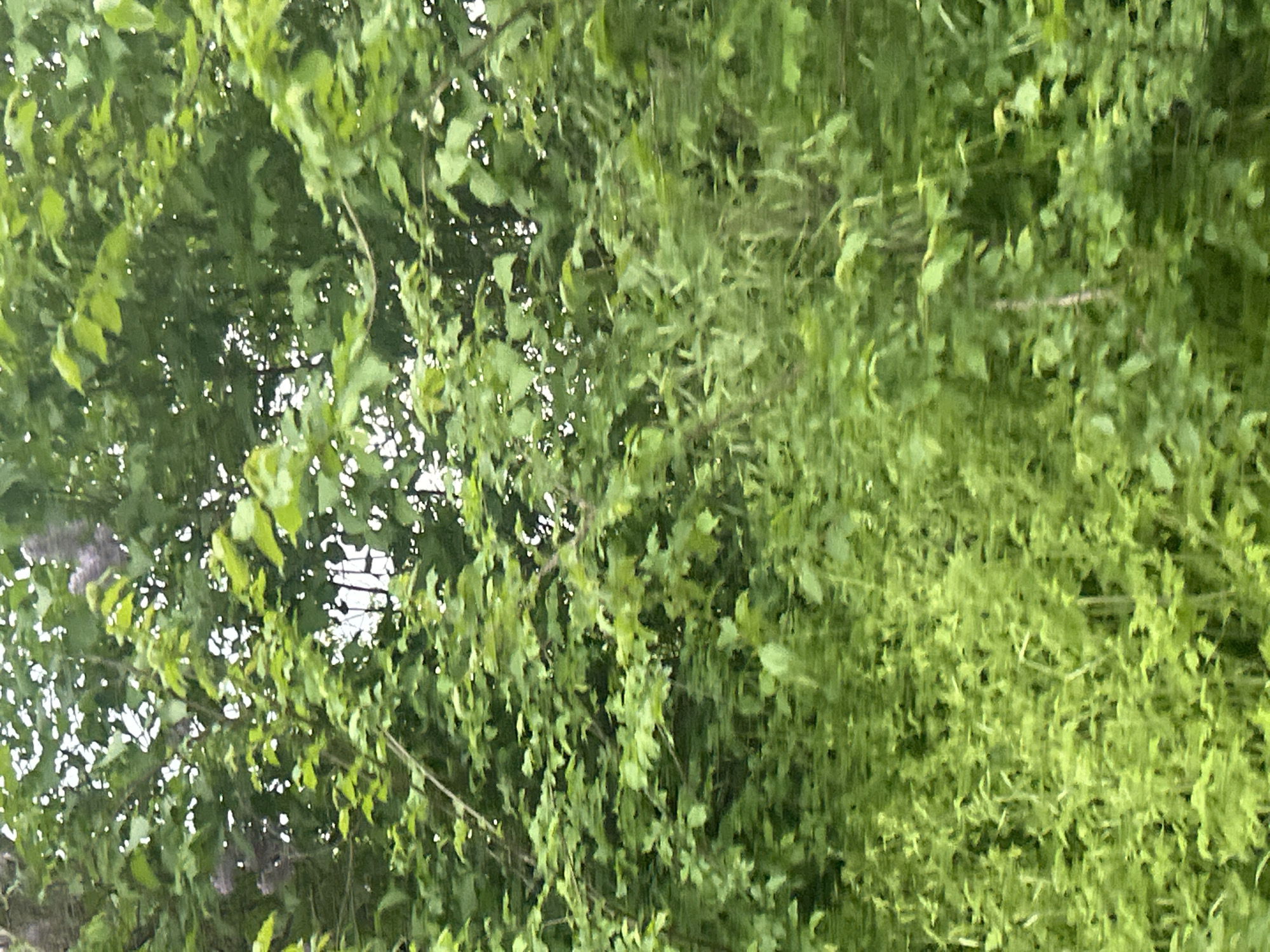 The image depicts a dense cluster of green foliage, potentially from trees or bushes. The leaves vary in size and shape, with some areas appearing lighter and more vibrant than others. Patches of sky are visible through gaps in the foliage in the upper left area, suggesting a tree canopy. The vegetation fills the frame, creating a blurred or indistinct background. The location is in an unidentified city.