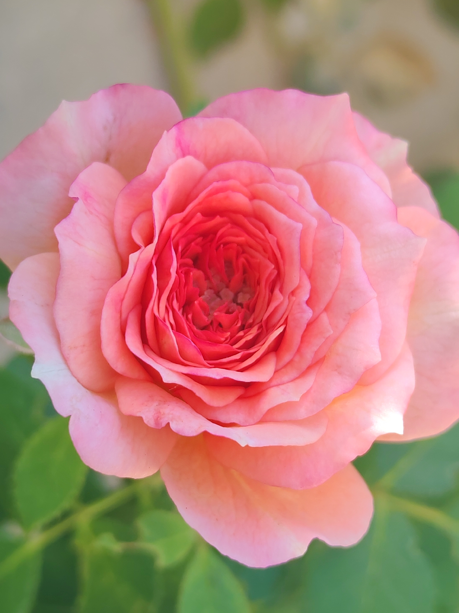 A close-up, vertical, eye-level shot features a fully bloomed, pink rose with tightly packed petals at its center, transitioning to lighter pink hues on the outer edges. The rose is the primary subject, filling most of the frame. The background is softly blurred, revealing hints of green foliage and a light, neutral-colored surface. No people, actions, or interactions are visible. The location in Sabunchu Raion, Azerbaijan, is not visually represented in the image.