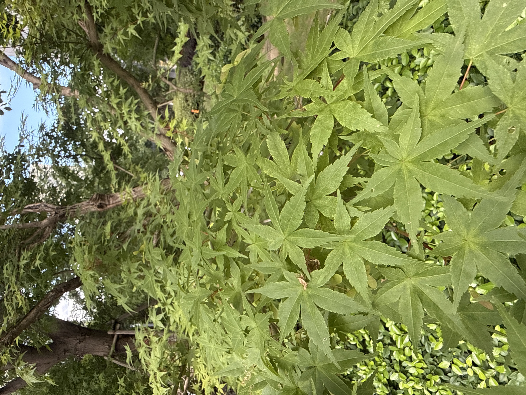 The image shows a close-up view of lush green maple leaves, with a larger tree trunk and branches visible in the background. A small patch of lighter green, low-lying foliage is present in the lower left corner. The lighting suggests an outdoor setting, likely during the daytime, with dappled sunlight filtering through the leaves. There are no people or specific objects that would indicate a particular location within Yiwu, China. The scene is dominated by the natural textures and colors of the foliage.