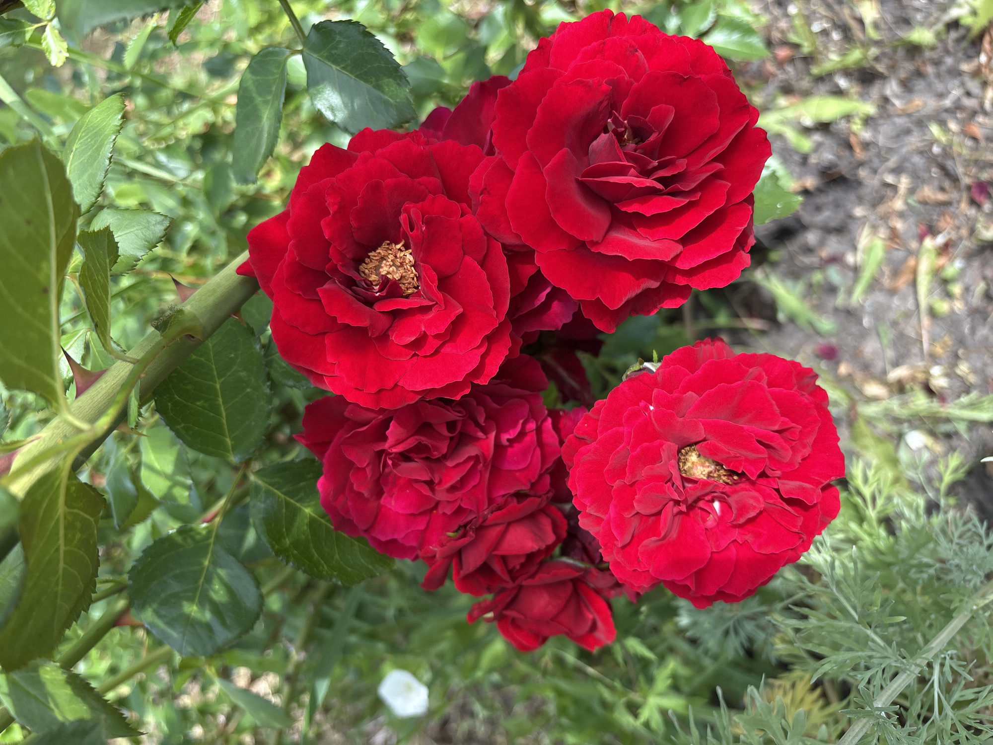 In the city of Dubrovino, Russia, a cluster of vibrant red roses blooms against a backdrop of green foliage and dark soil. The roses are multi-petaled, with some showing hints of golden stamens at their centers. The stems of the roses are green and appear to have thorns. Surrounding the roses are various green leaves and plants, some of which are feathery in appearance. In the upper left quadrant, a single small white flower is visible. The overall scene depicts a natural outdoor setting, likely a garden or park, under natural lighting.