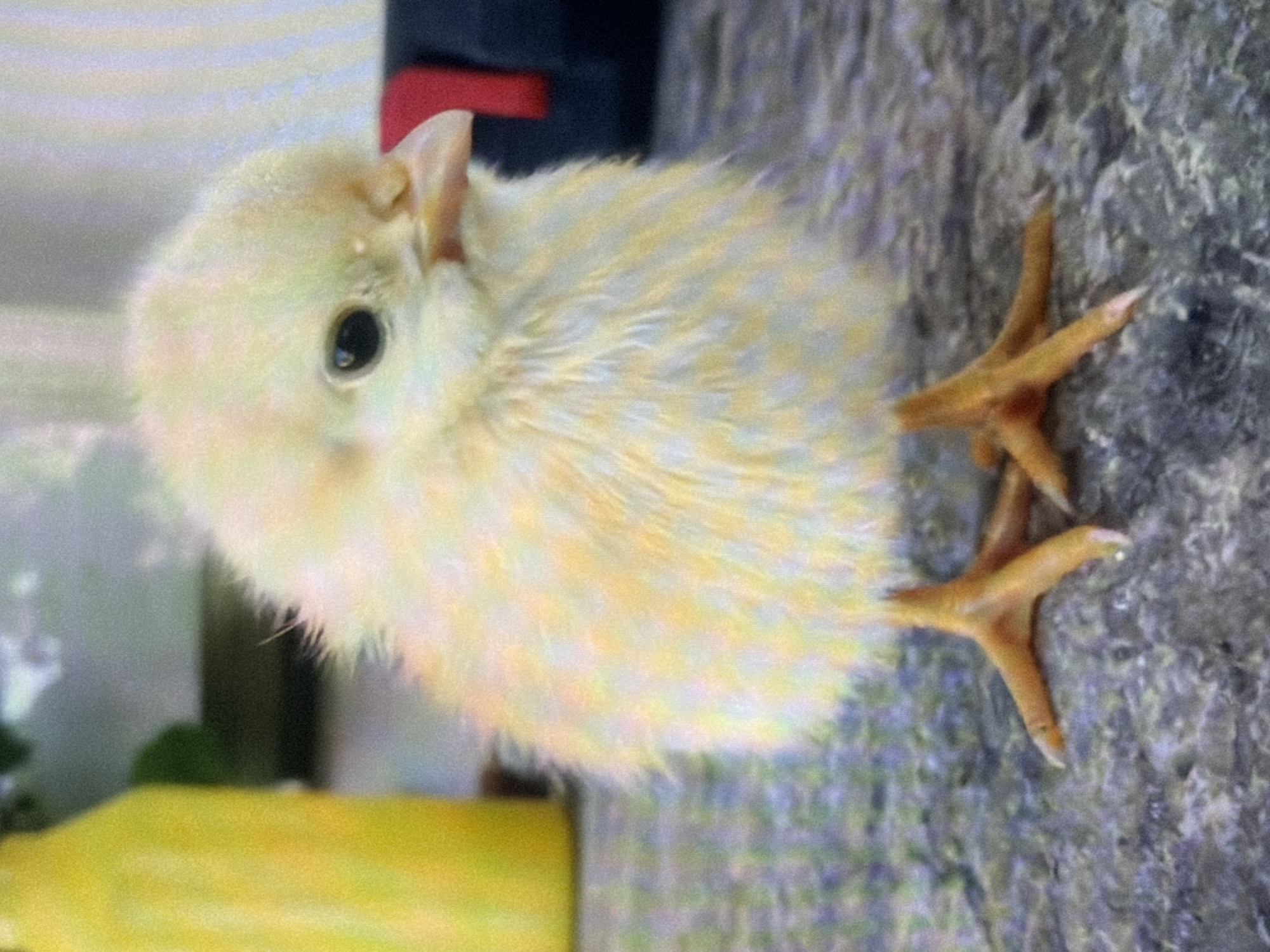 A fluffy, pale yellow chick stands on a textured gray surface. Its body is round and covered in downy feathers with faint streaks of orange and white. The chick has dark, beady eyes and a small, light-colored beak. Its bright orange feet are splayed out, with visible toes and claws. In the background, a blurred yellow object is visible to the left, and a dark object with a red stripe is present to the right. The overall impression is of a young bird in a close-up, shallow depth-of-field shot.