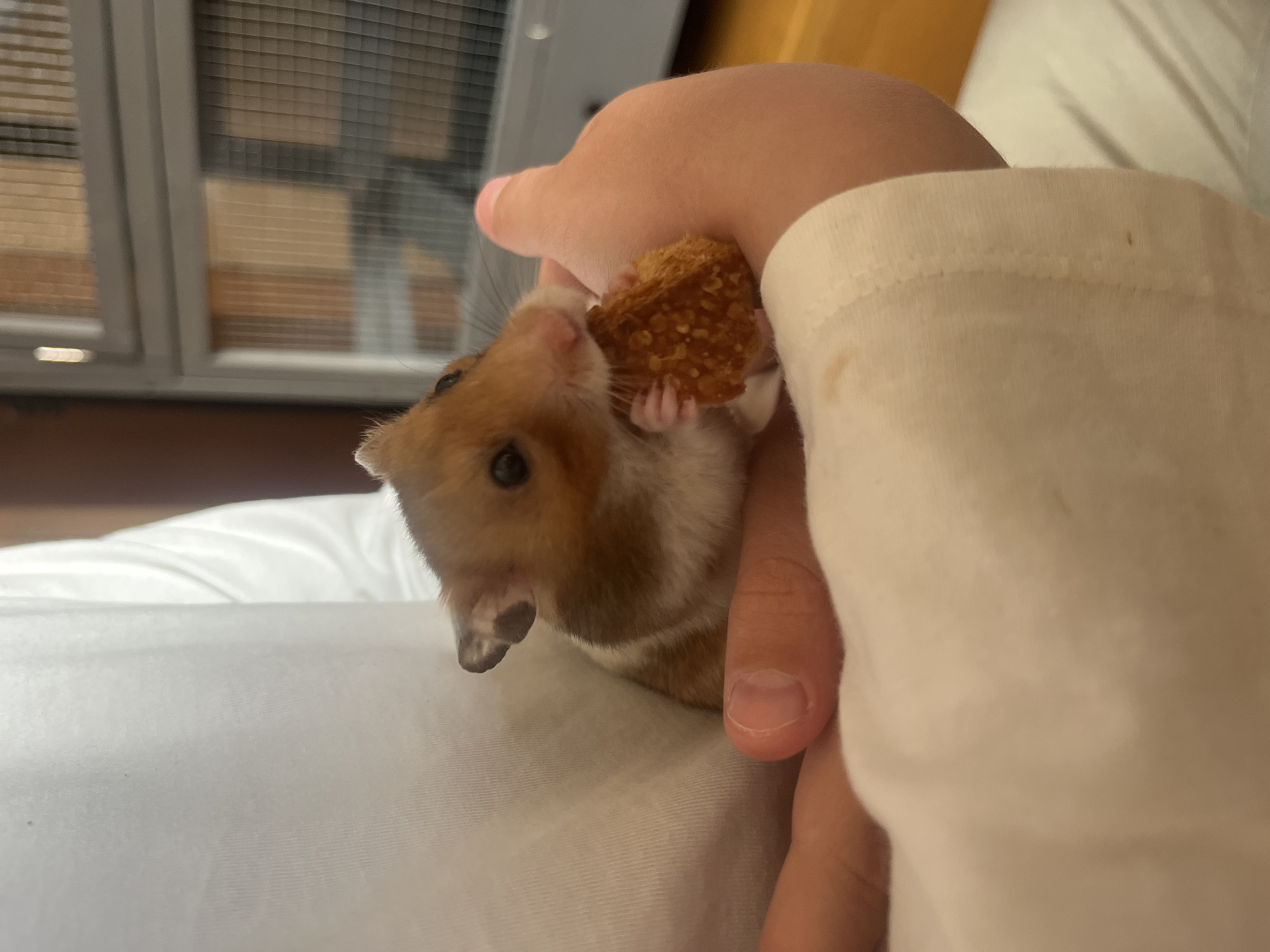 A tan and white hamster is held in a person's hand and is eating a small, square, brown-and-tan object. The person's other hand is partially visible and is wearing a white shirt. The background is a white surface, possibly a bed, and a blurred window with a metal frame. The location is indeterminate and cannot be placed in Barcelona, Spain based on the provided image.
